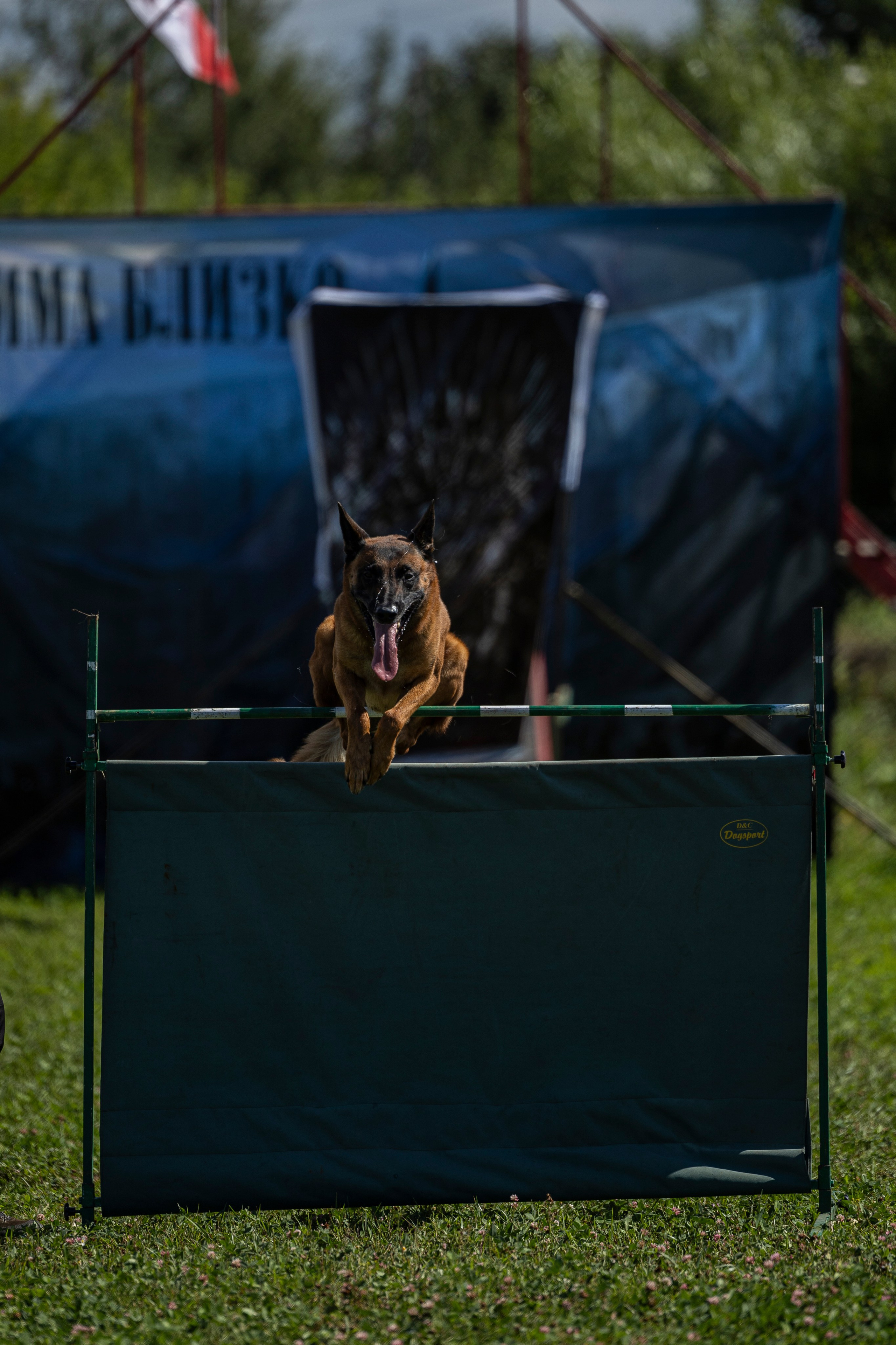 Соревнования по Мондьорингу г. Вологда 10-11.08.2024. Фотограф-анималист Анна Маринич