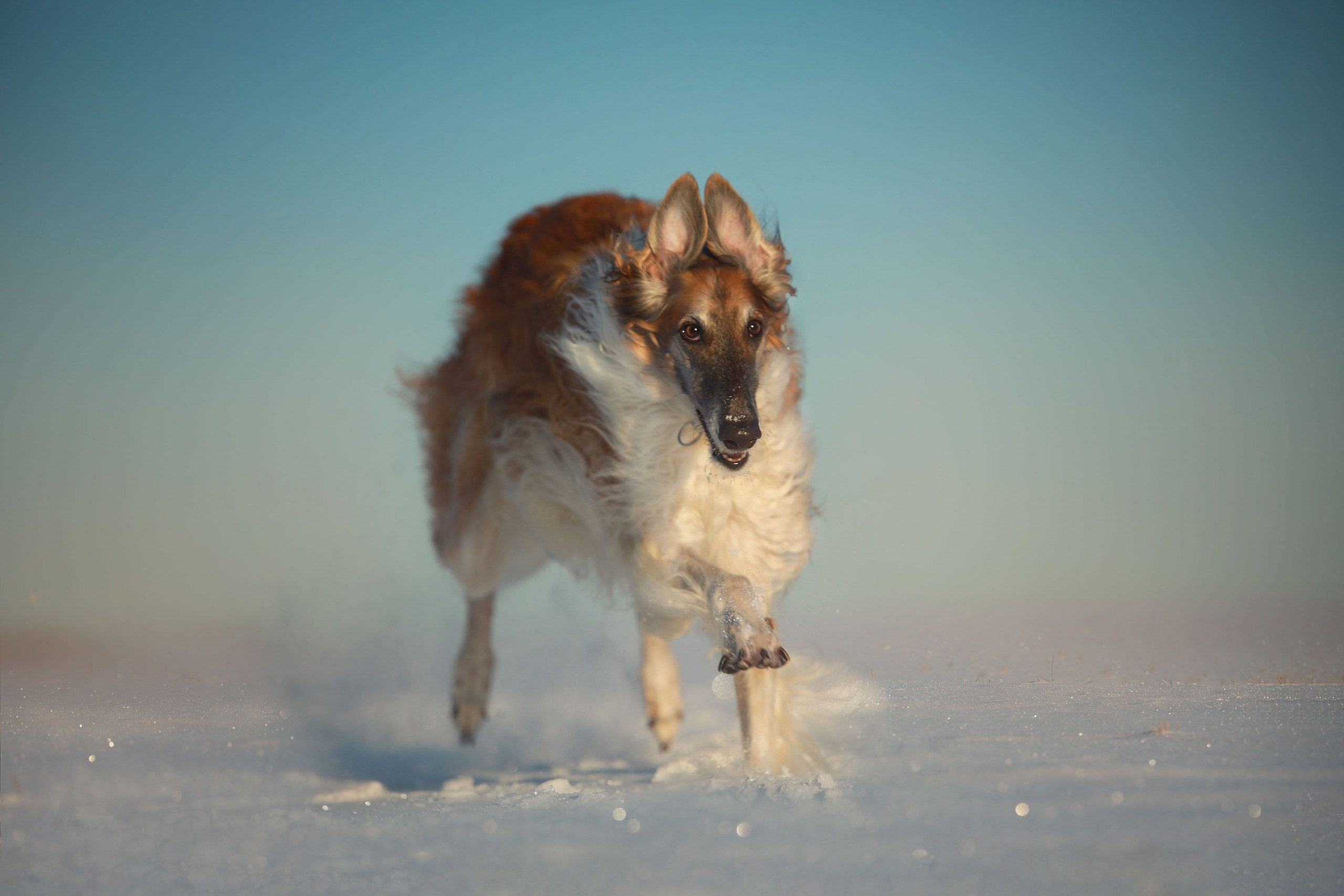 Обучение анималистической фотографии