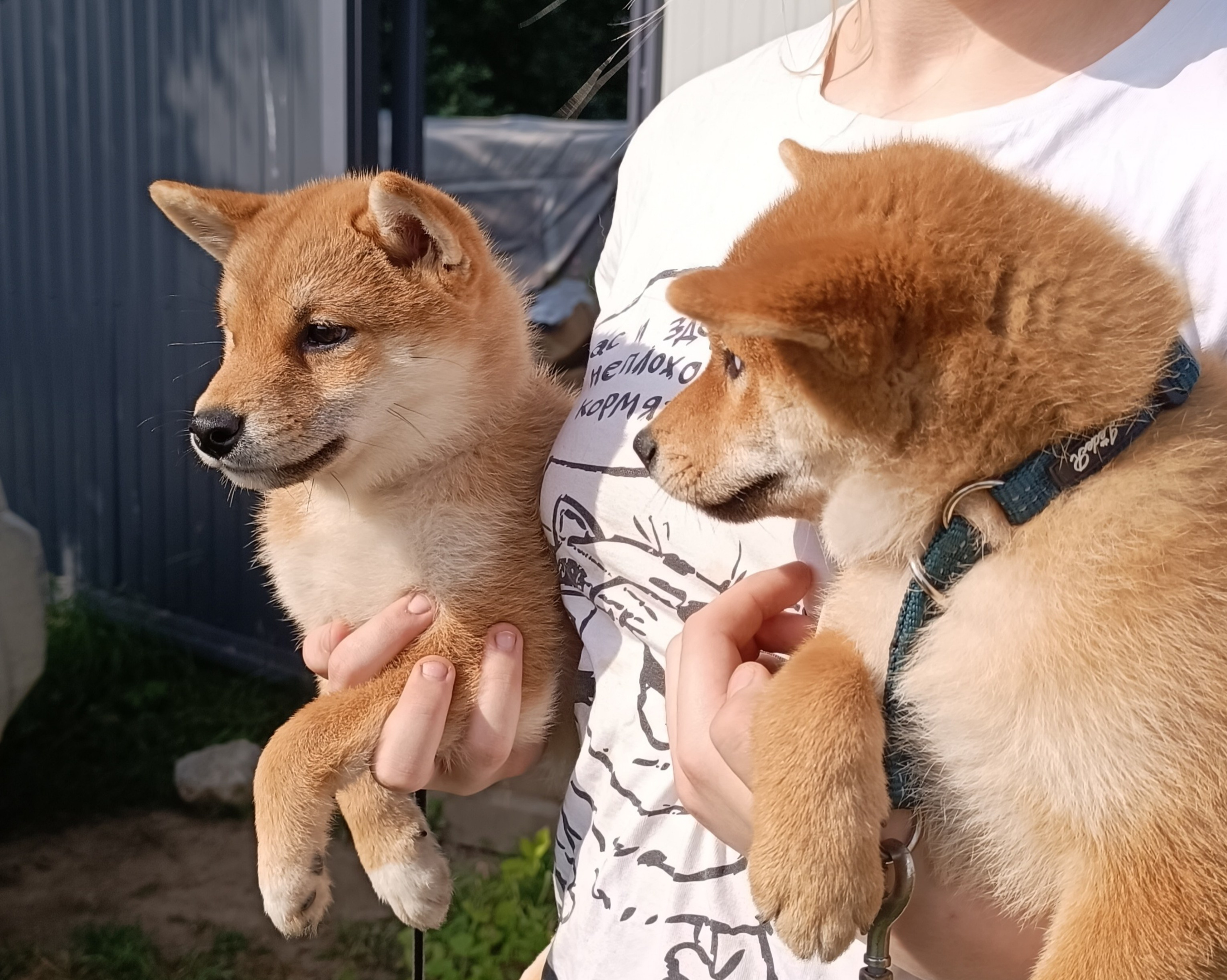 сиба питомник Рубилайт щенки на продажу rubylight  сиба щенки купить СПб Санкт-Петербург