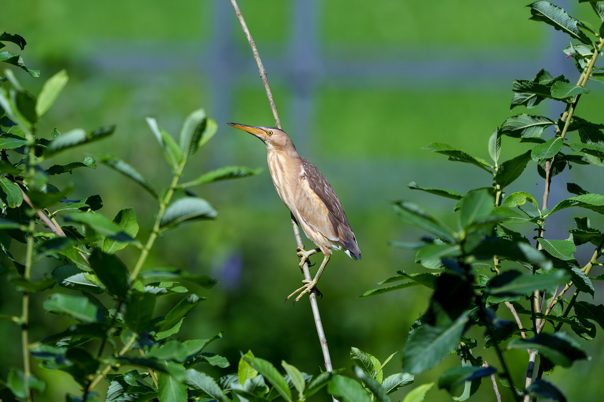 Удивительные мир птиц. Вокруг нас столько прекрасного — присмотритесь!. Ваш личный фотограф Марина Волкова