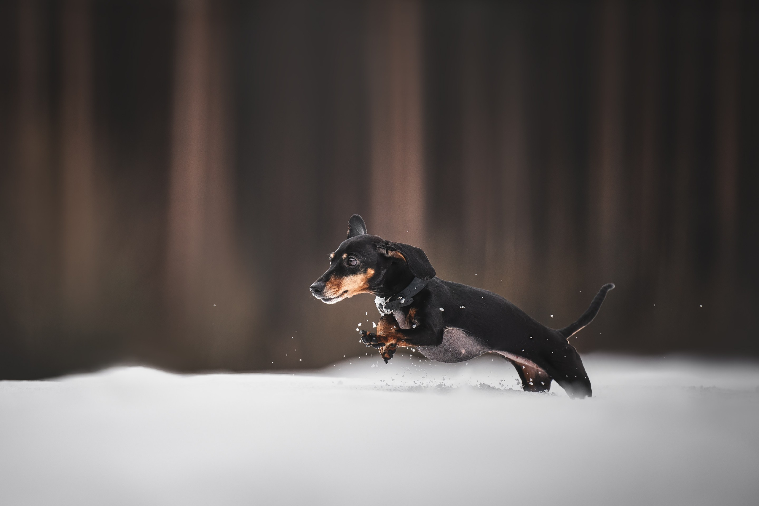 Клякса. Фотограф анималист Осипчикова Мария