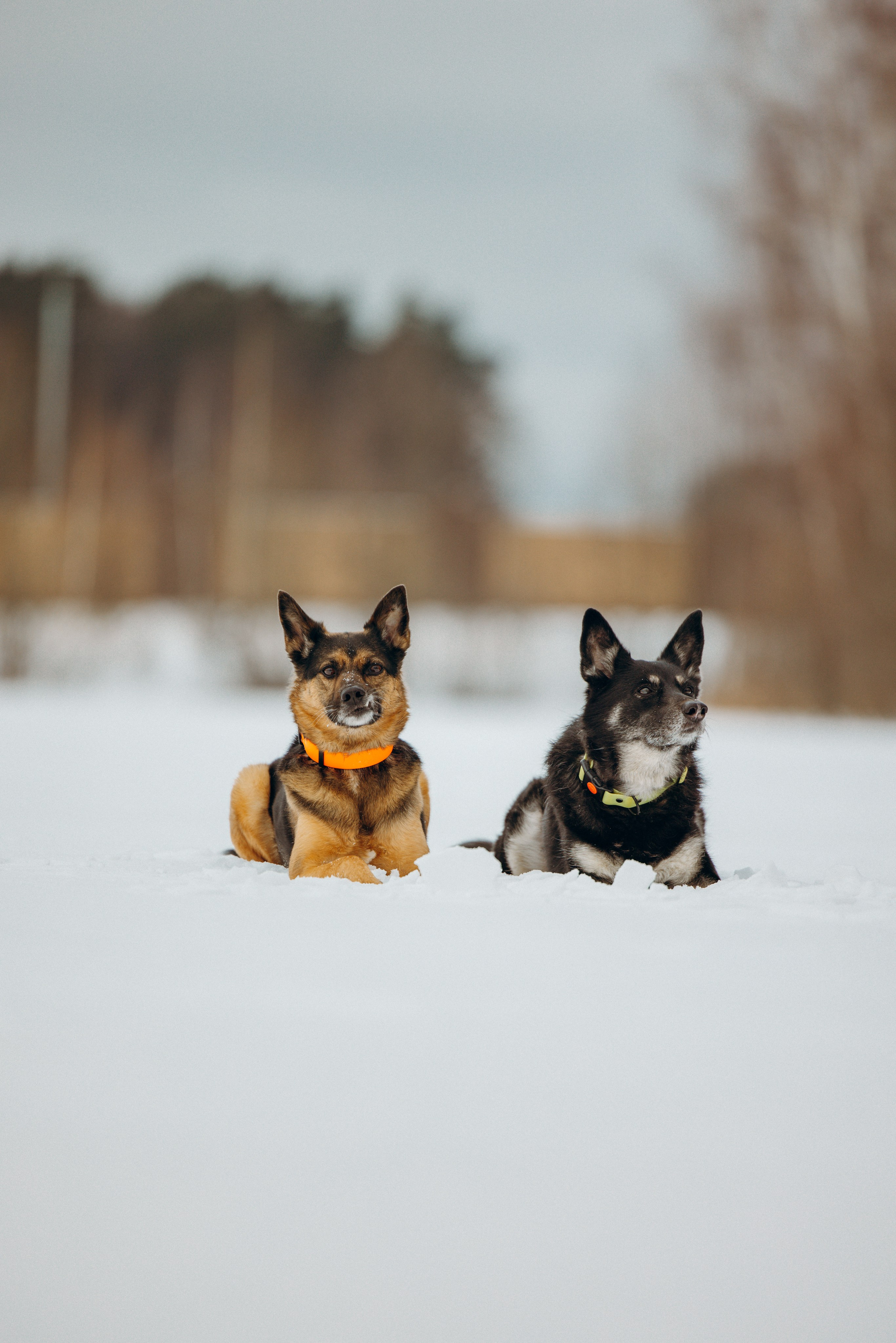 Ника, Матиша и Герда. Фотограф-анималист в Москве Лера Черноног