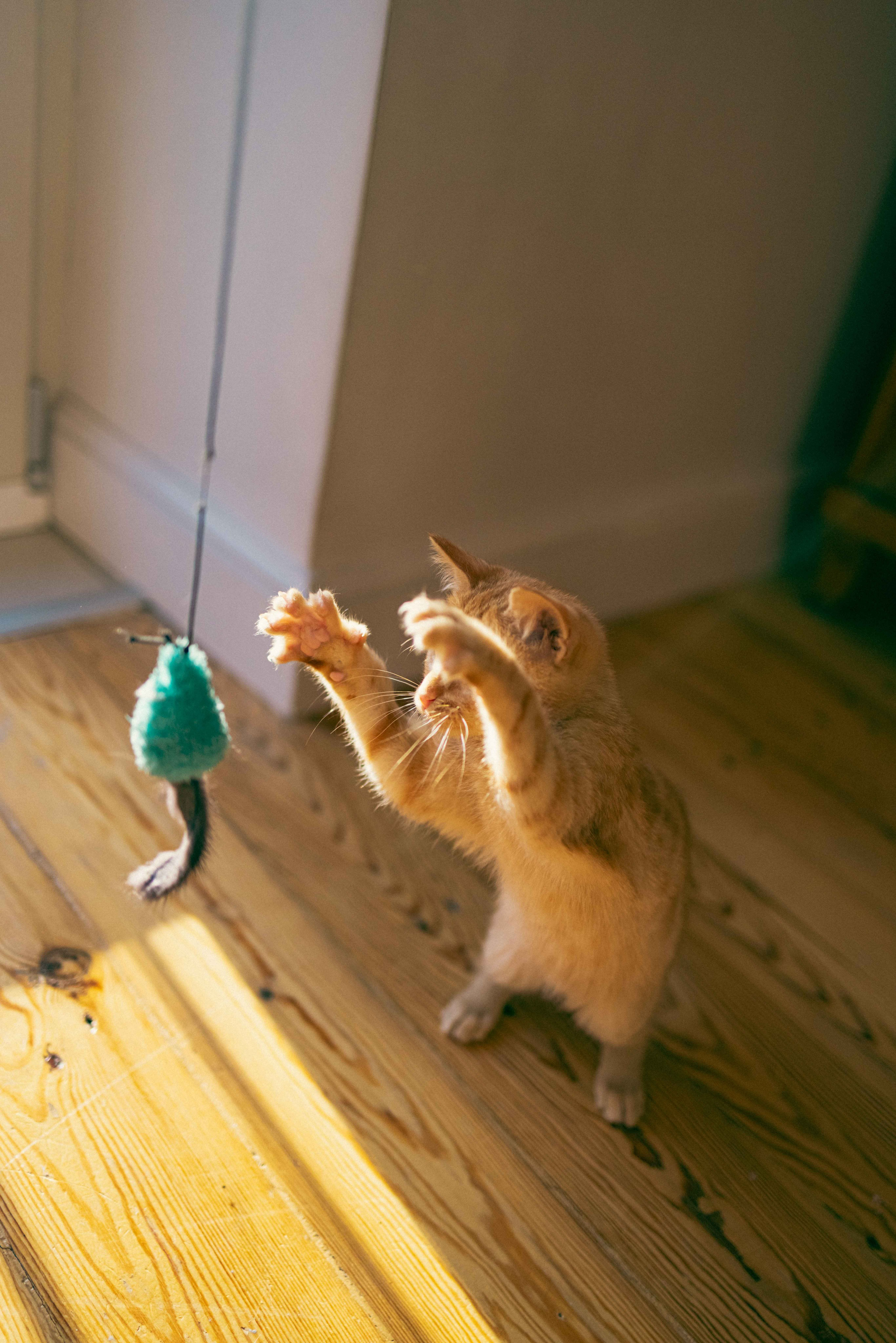 Кускус. Фотограф-анималист в Москве Лера Черноног