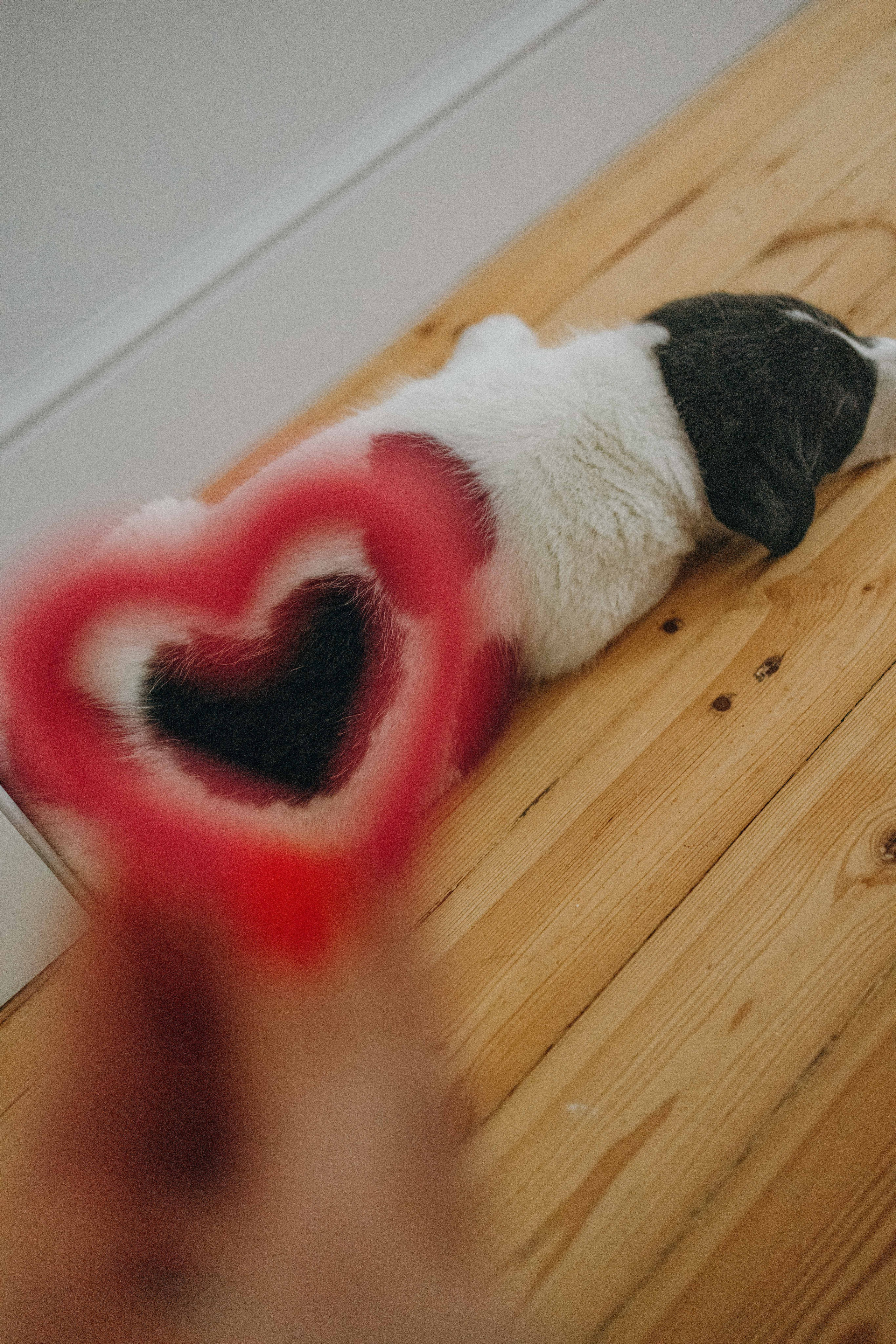 Щеночки. Фотограф-анималист в Москве Лера Черноног