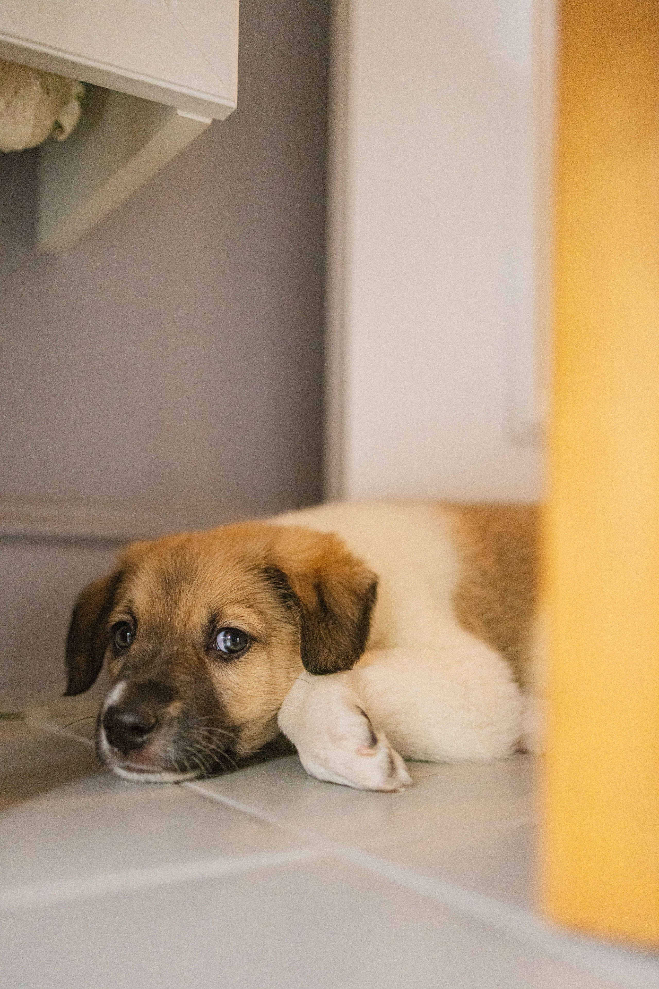 Щеночки. Фотограф-анималист в Москве Лера Черноног
