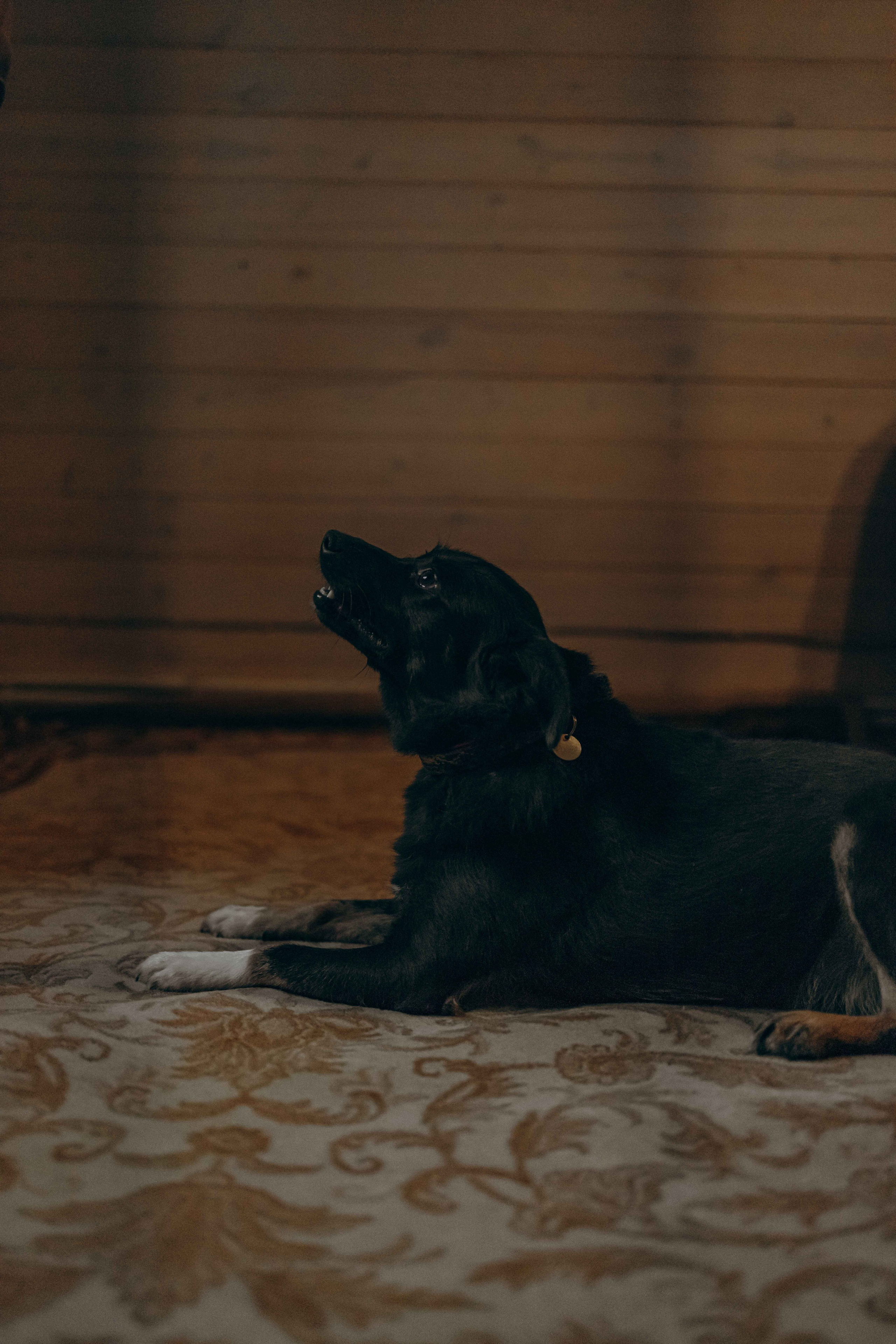 Передержка. Фотограф-анималист в Москве Лера Черноног