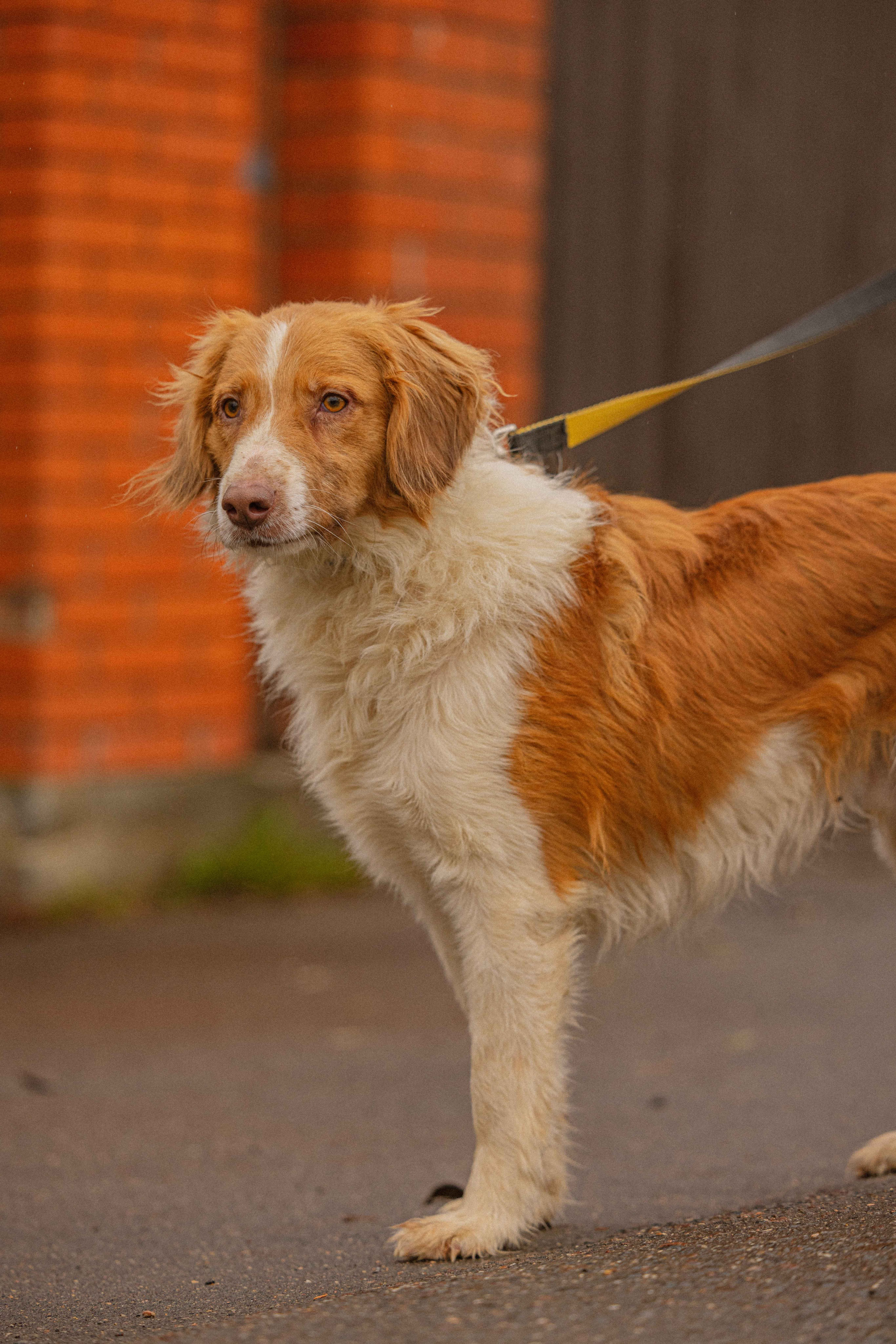 Передержка. Фотограф-анималист в Москве Лера Черноног
