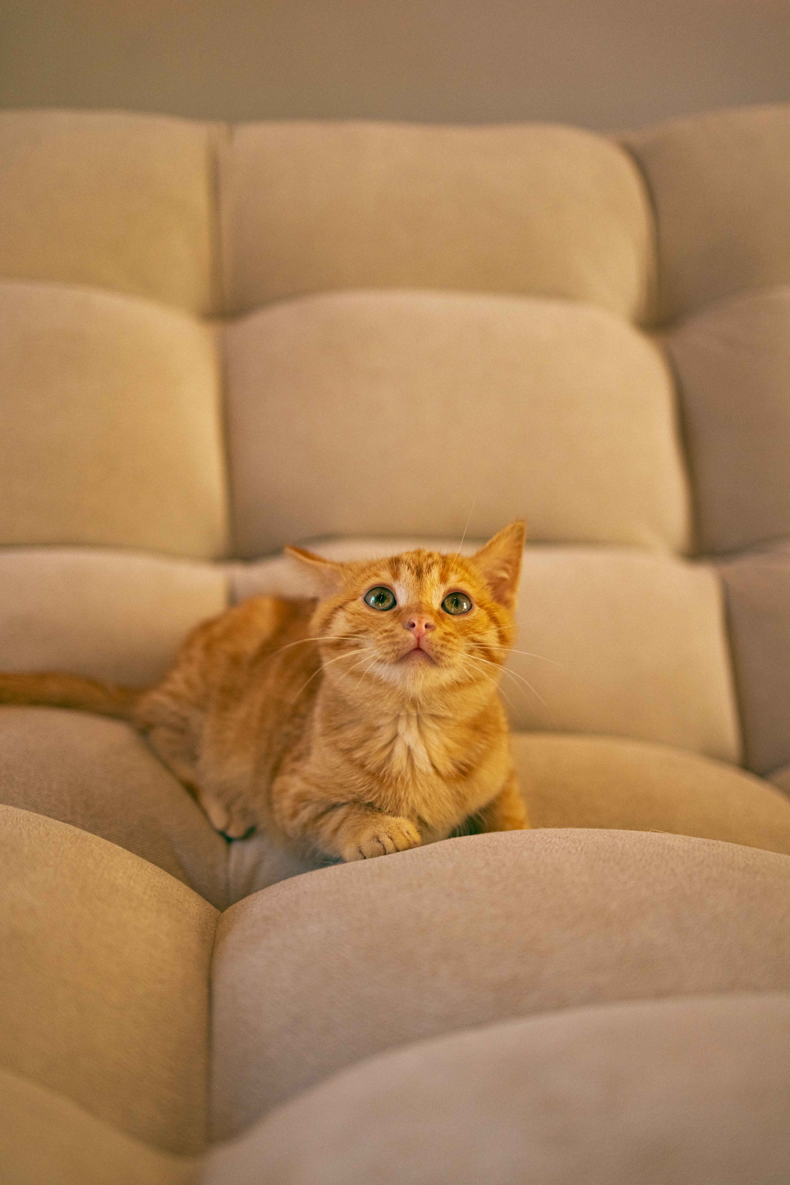 Кускус. Фотограф-анималист в Москве Лера Черноног