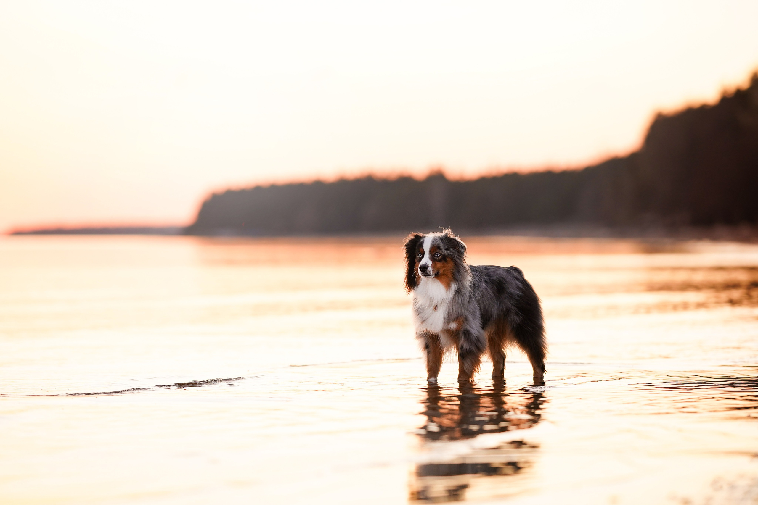 Алиса и Джокер. Фотограф-анималист в Санкт-Петербурге Яна Мартынова