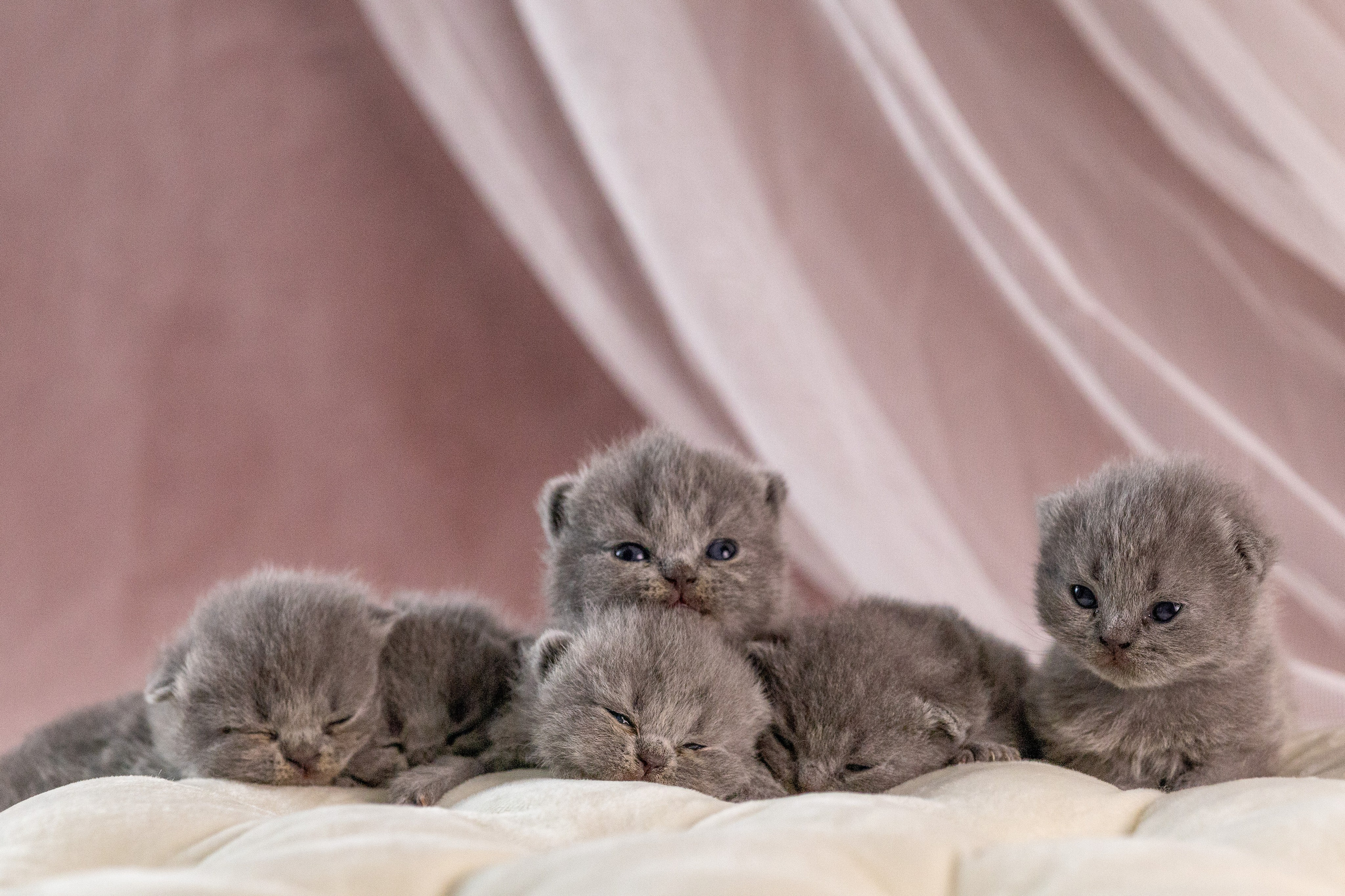 Котята. Фотограф Яна Матвеева в Ижевске