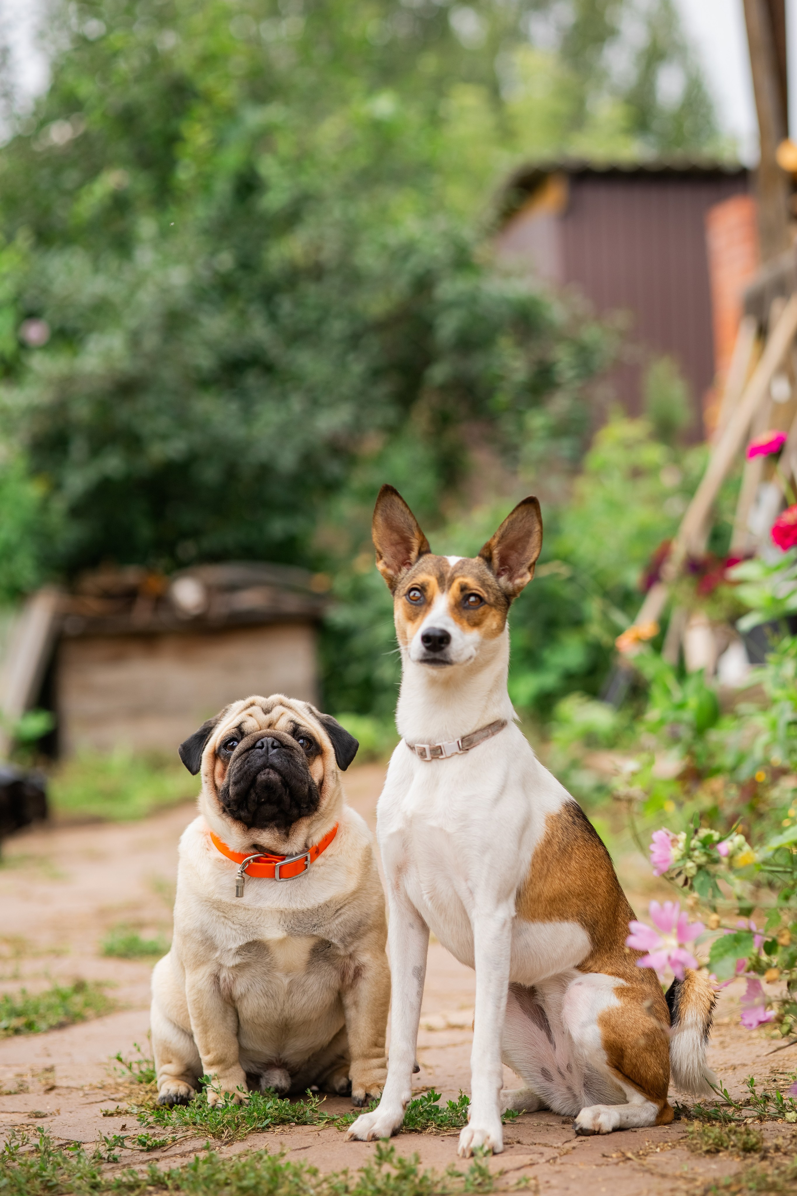 Сёма и Жужа. Август. Фотограф Яна Матвеева в Ижевске