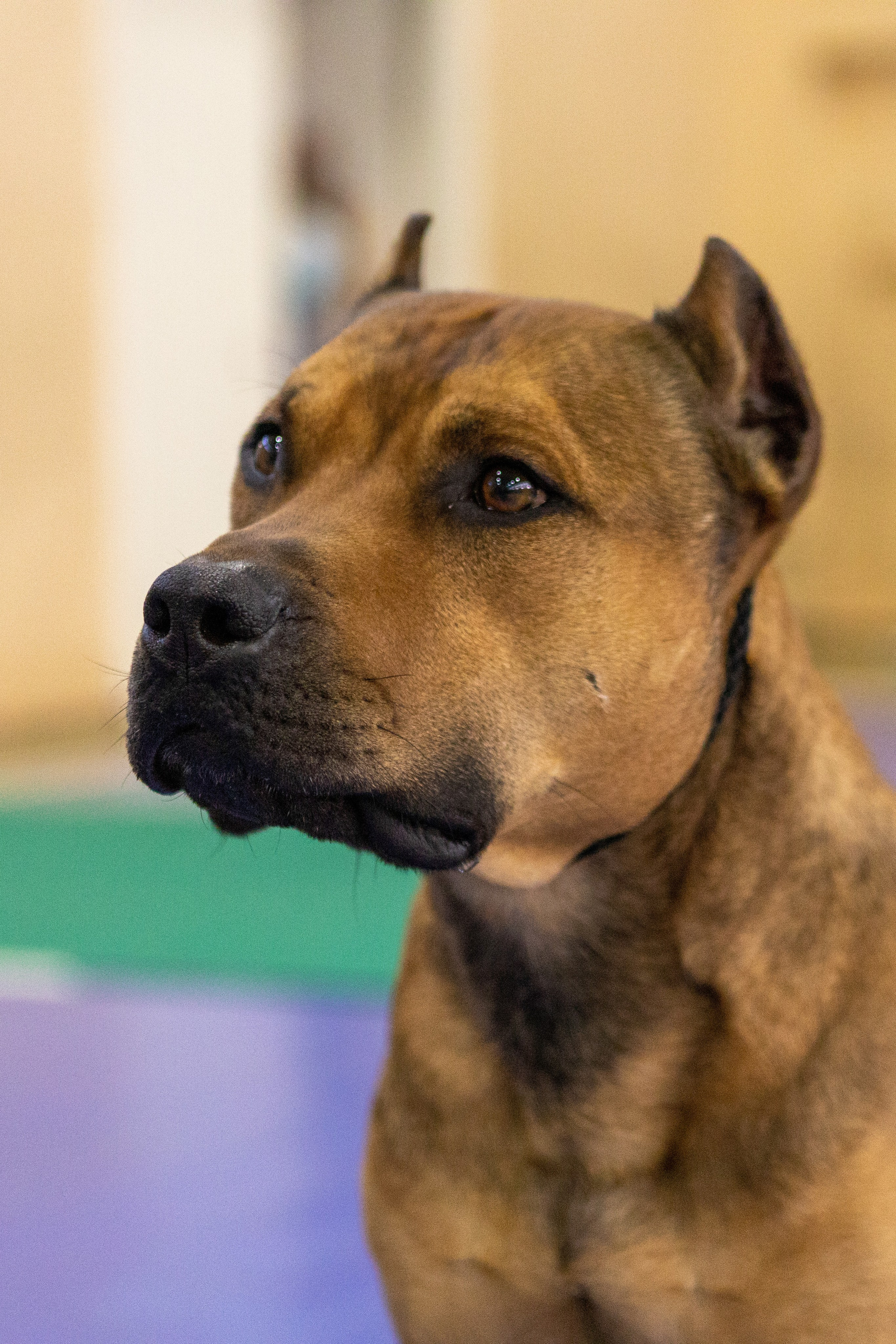 Собаки. Фотограф Яна Матвеева в Ижевске