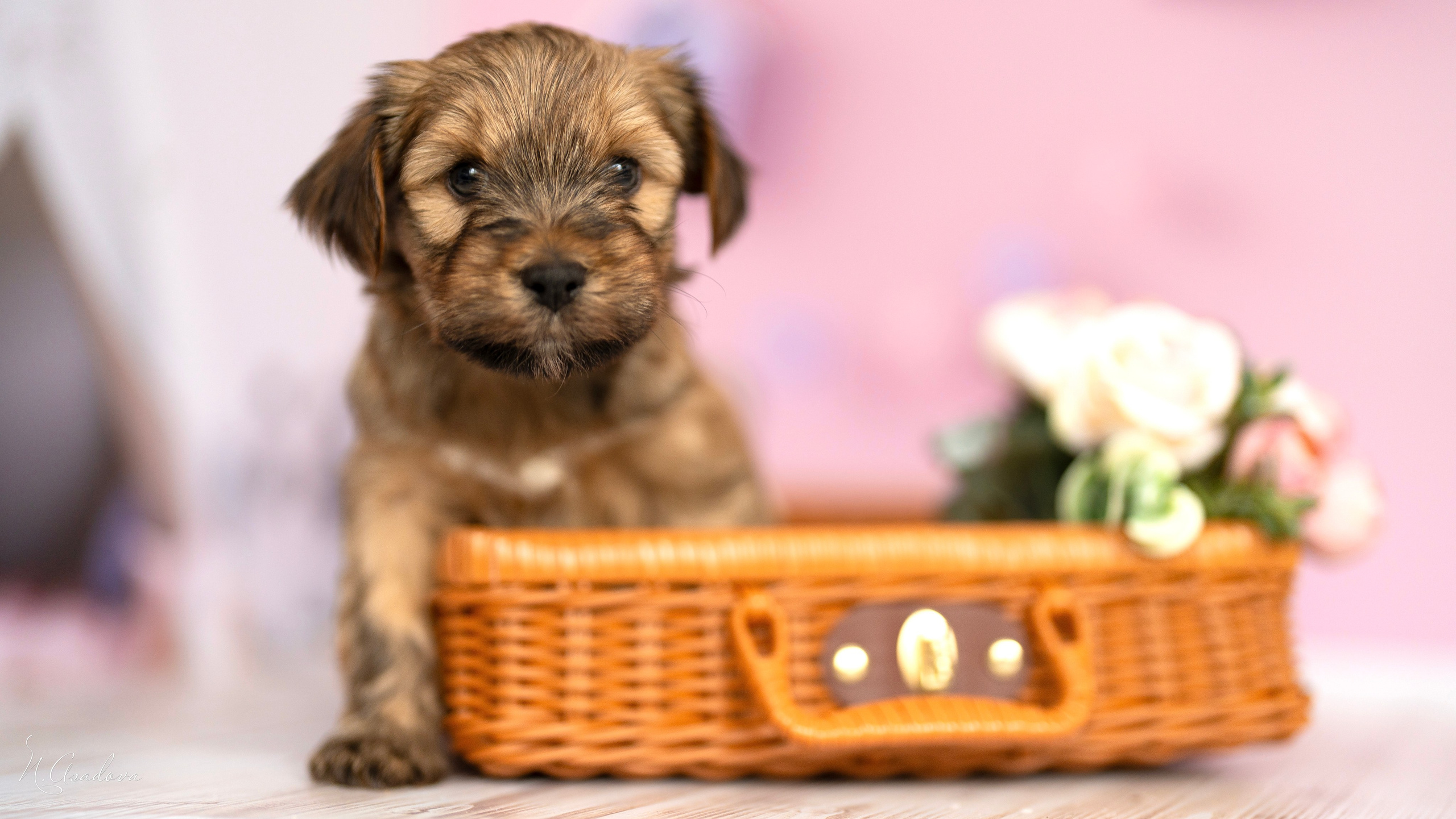 Тибетские терьеры 1мес. Фотограф-анималист Асадова