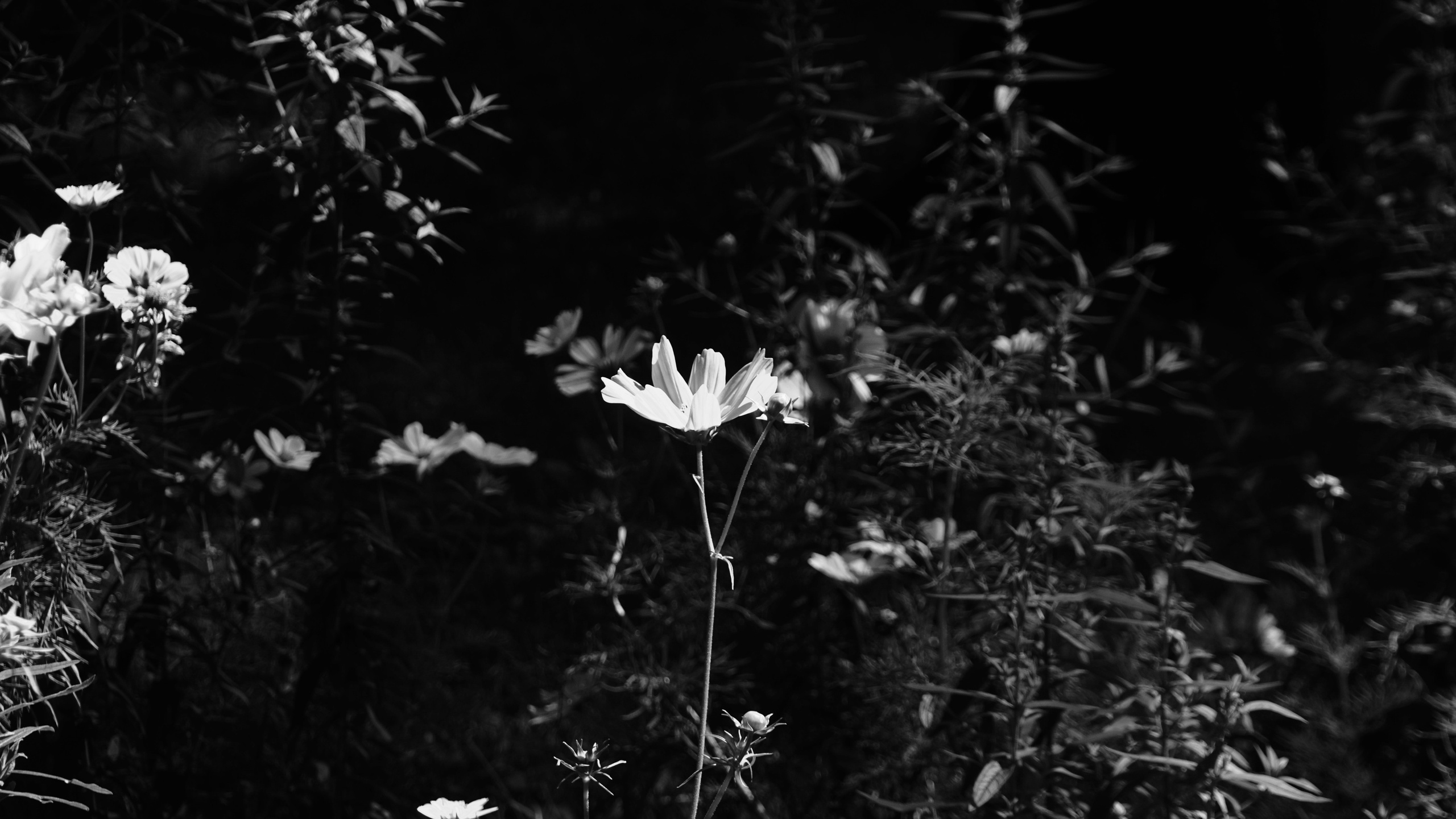 Nature. Портретный фотограф в Москве Ксения Богданова