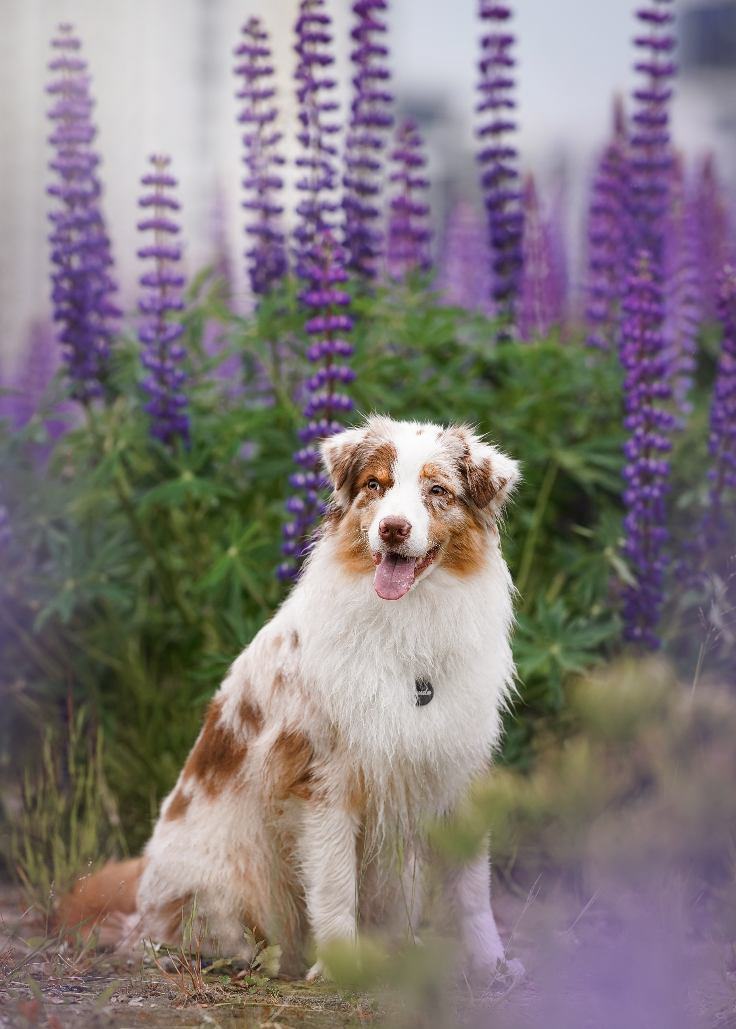 Аня Арчи и Панда в люпинах. Фотограф-анималист в Санкт-Петербурге Яна Мартынова