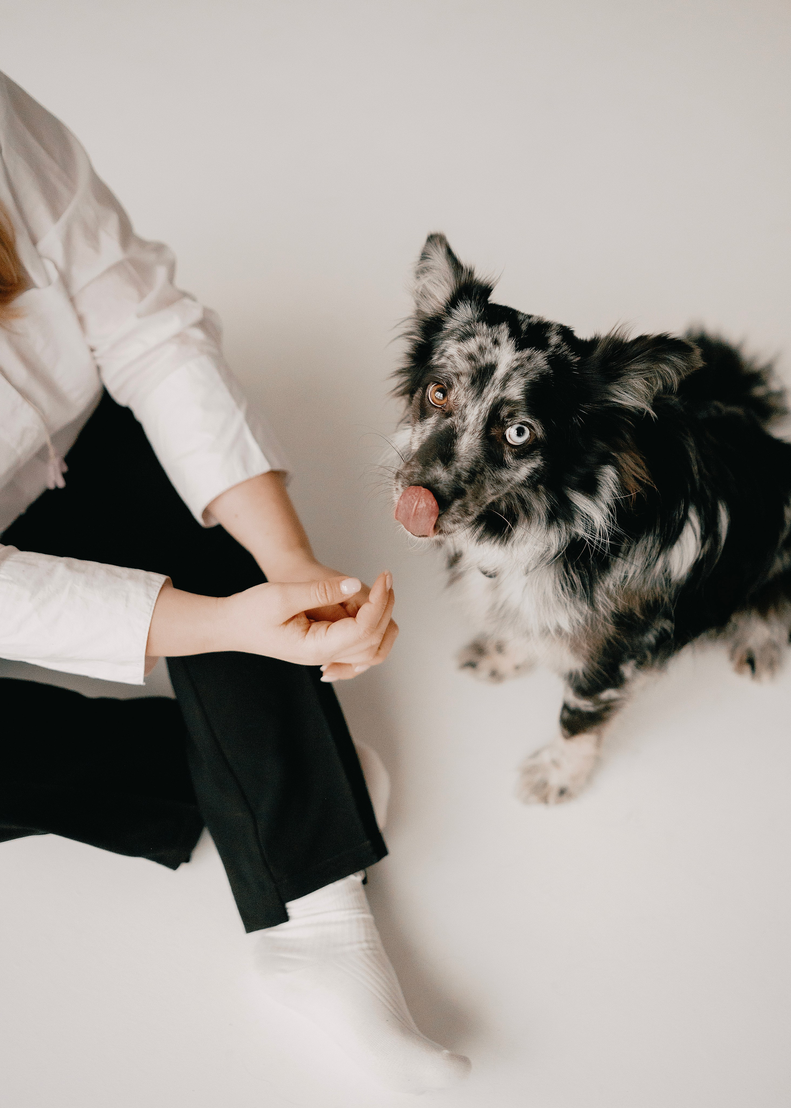 Бублик. Фотограф- анималист Александра Матвеева