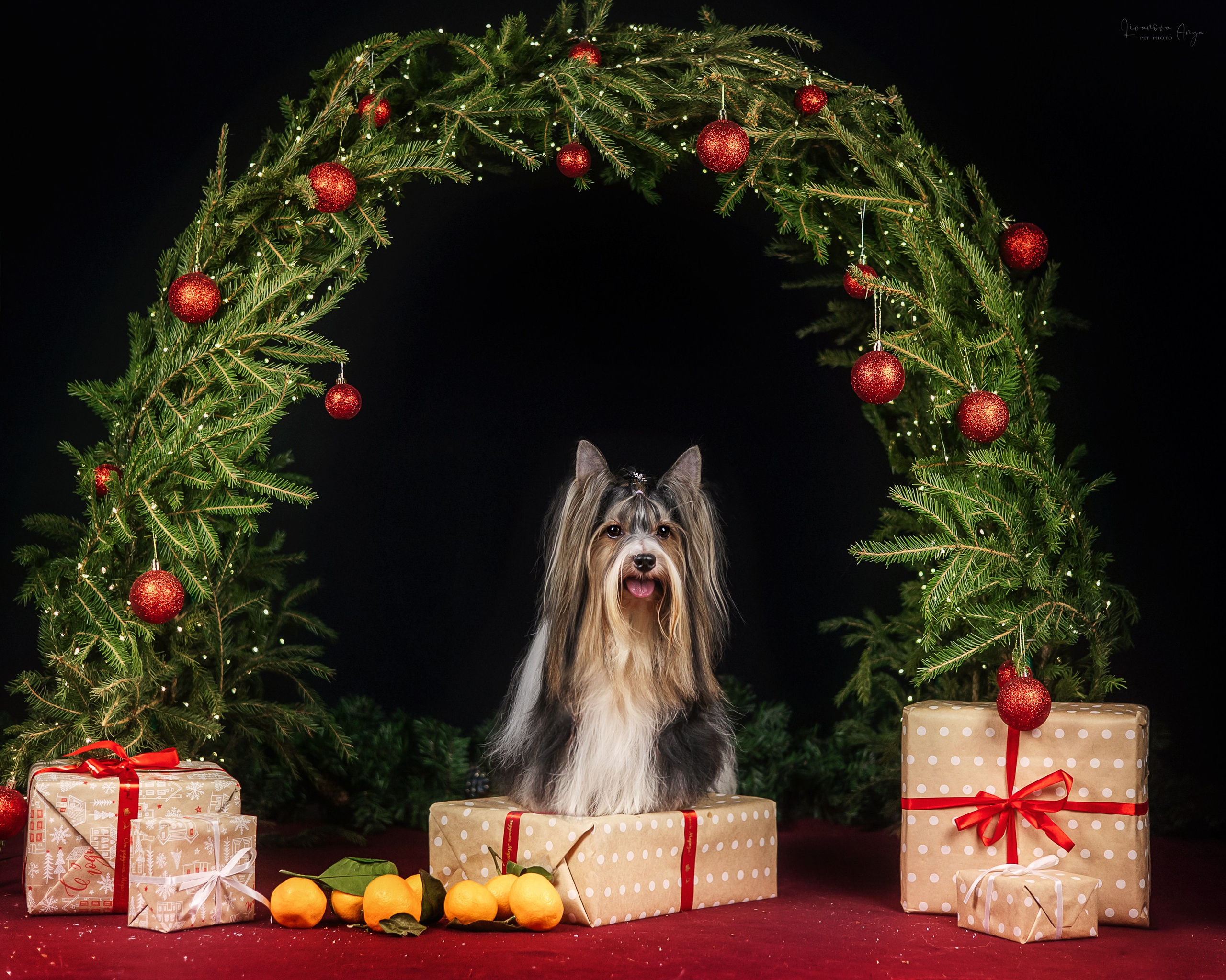 Фотодень_1 2025. Фотограф анималист Аня Ливанова | Рыбинск