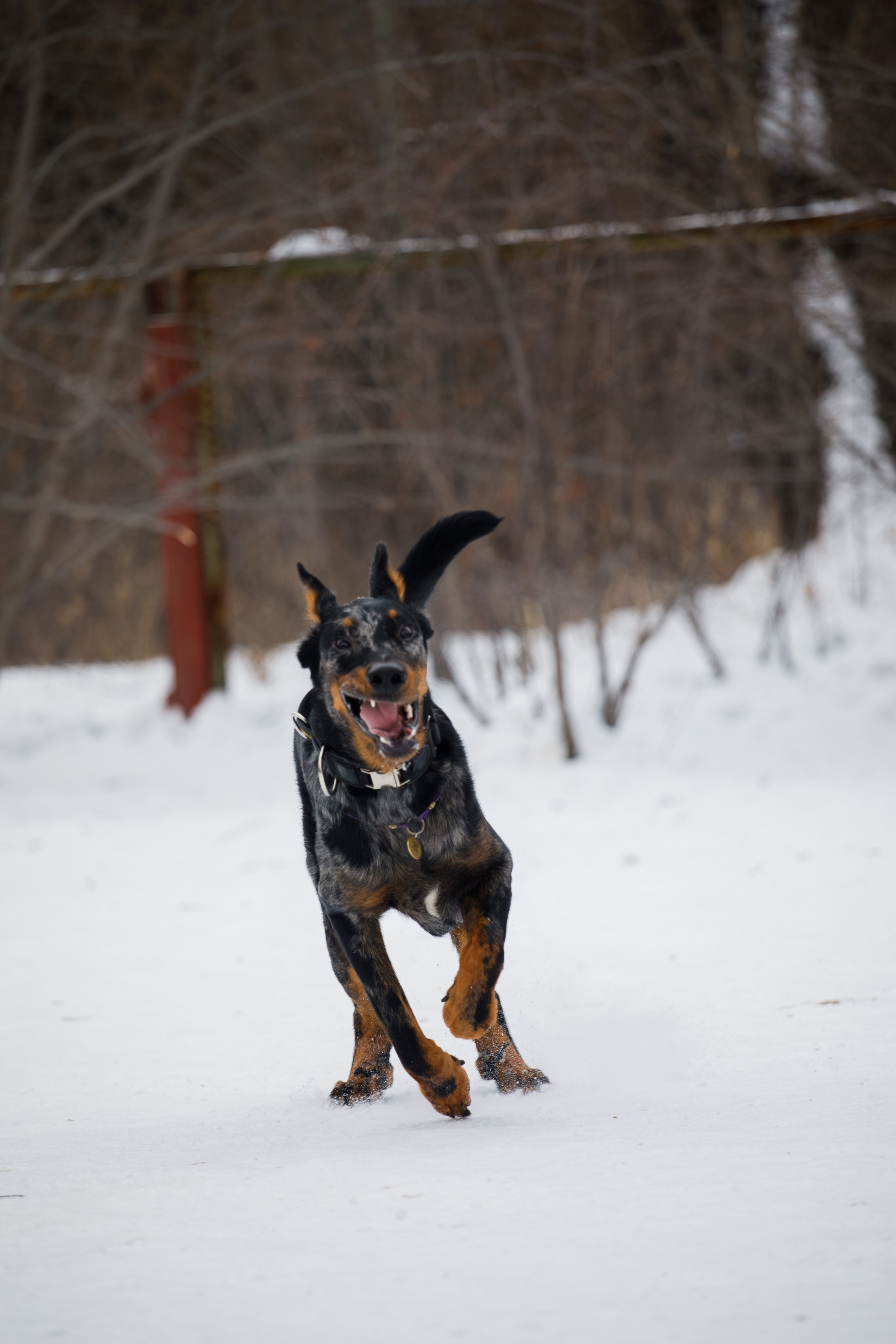 Андрей и Олимп. Фотограф Екатерина Козловская