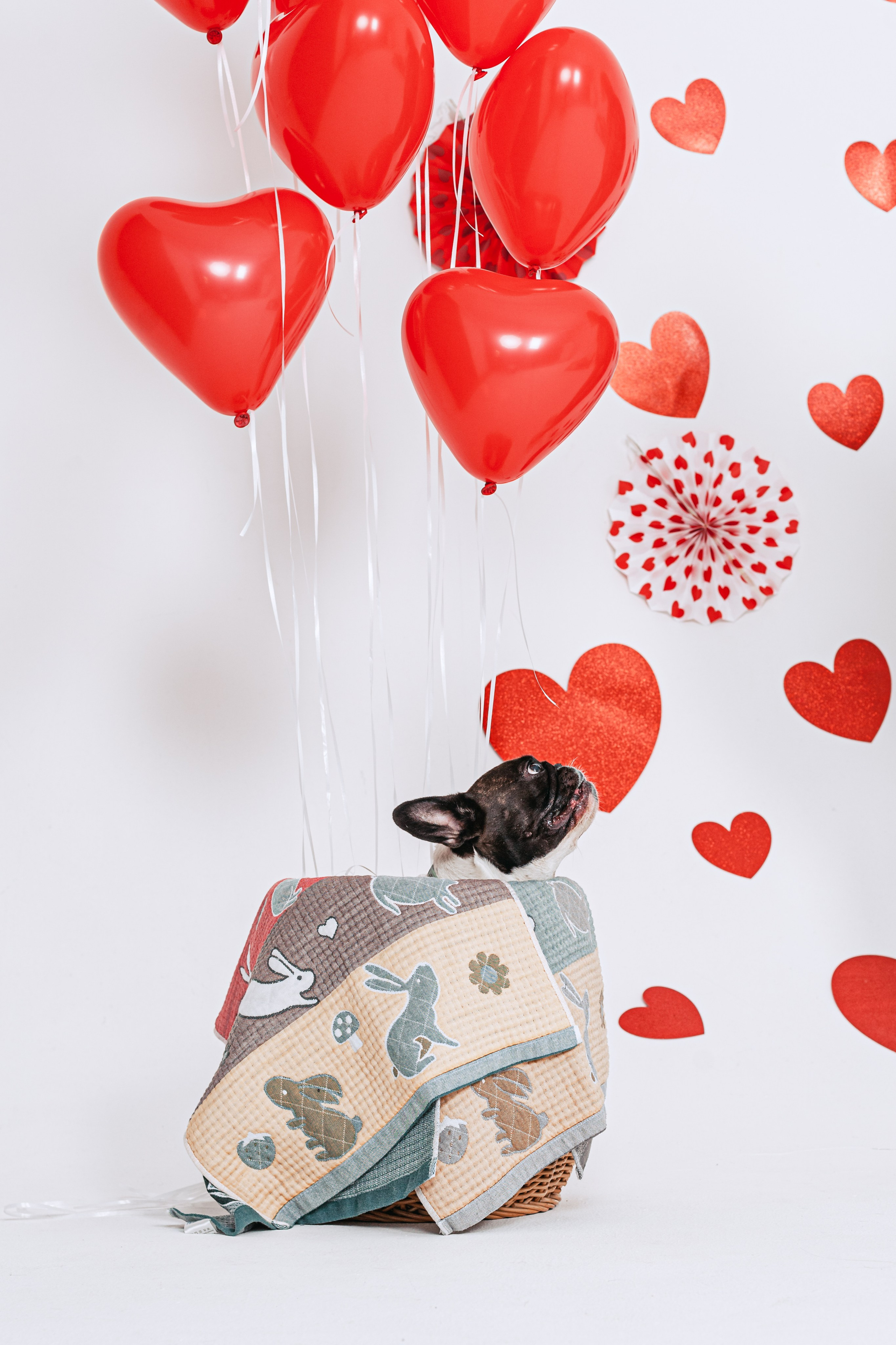 Пижамная вечеринка французских бульдогов и их хозяев. Фотограф-анималист Татьяна Степанова