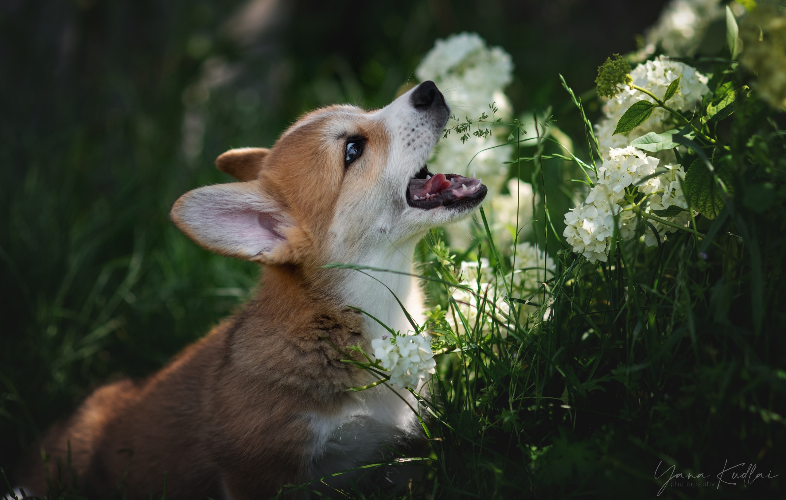 Малышарики корги). Фотограф анималист Ставрополь Яна Кудлай