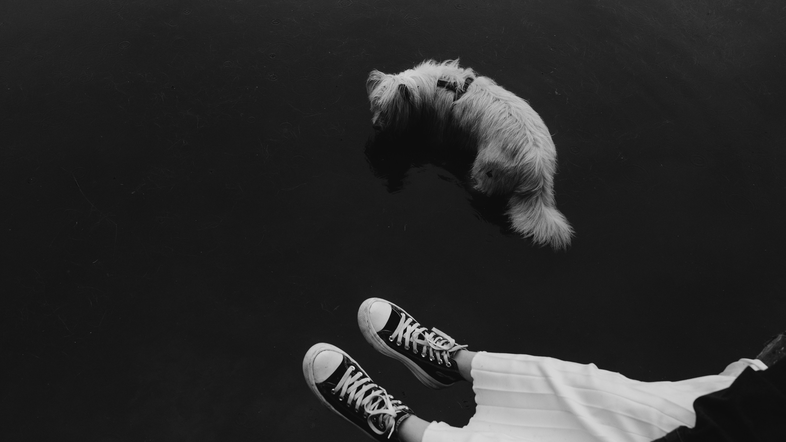 Акиро и Йоши. Фотограф- анималист Александра Матвеева