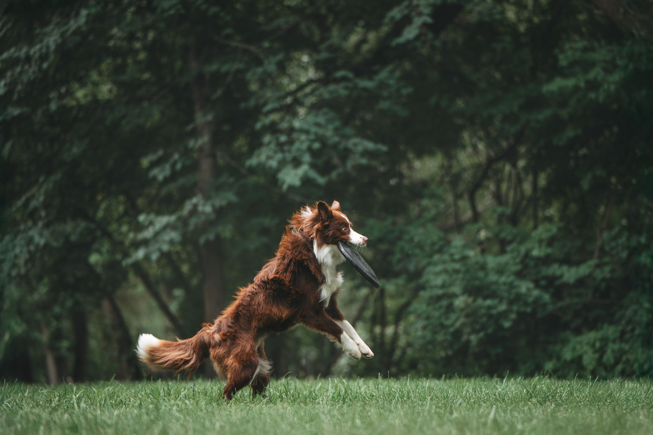 Бордер Колли. Фотограф Анималист в Москве Анастасия Жучкова