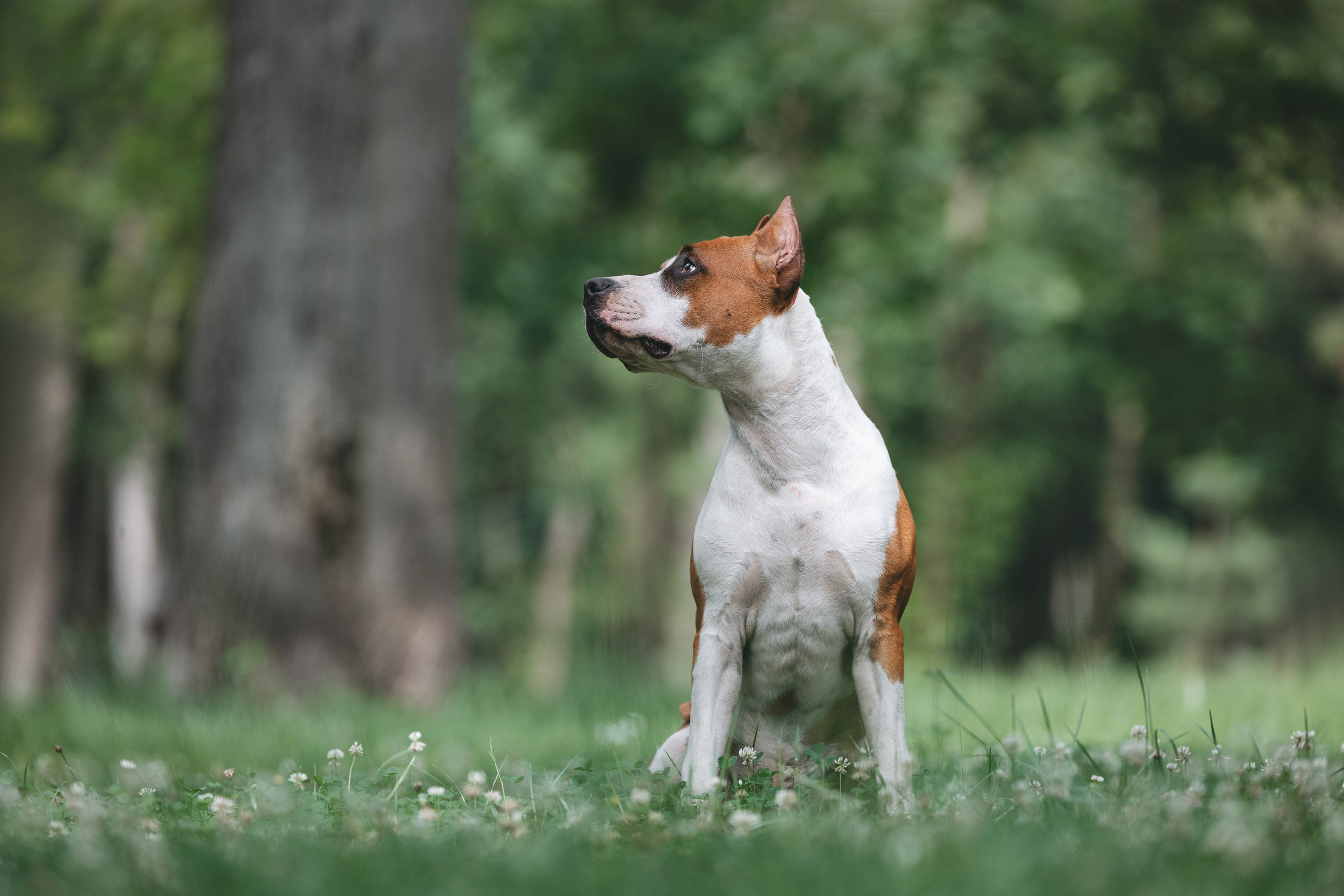 Американский стаффордширский терьер. Фотограф Анималист в Москве Анастасия Жучкова