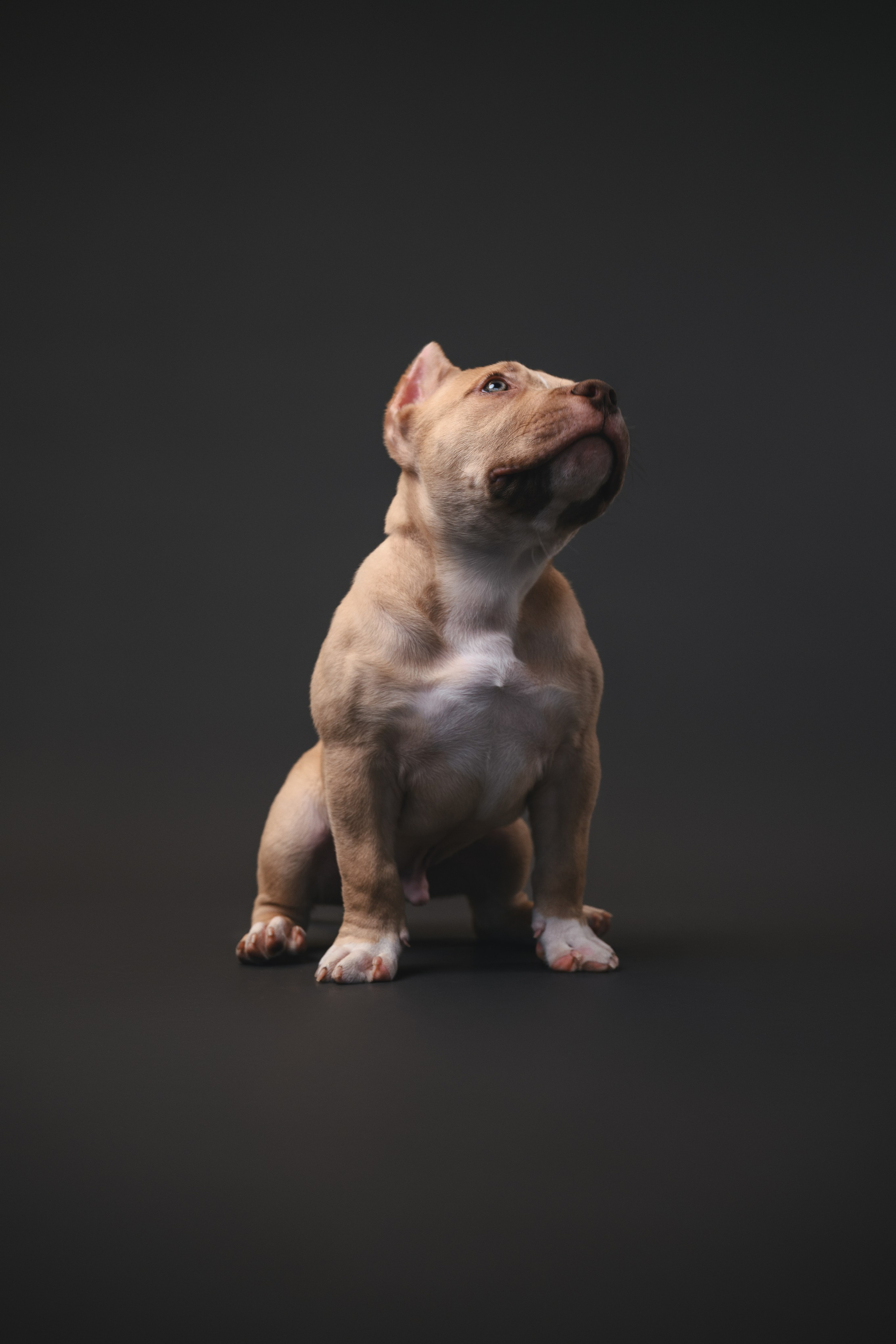 Булли. Фотограф Анималист в Москве Анастасия Жучкова