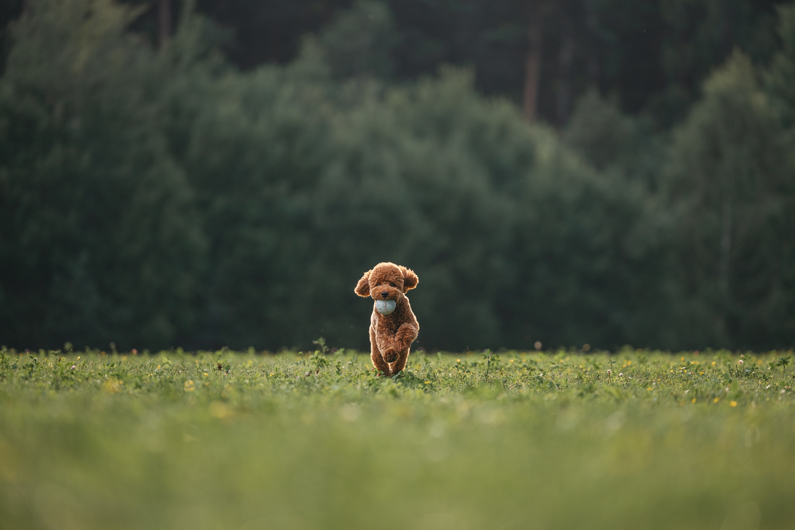Джек. Фотограф Анималист в Москве Анастасия Жучкова