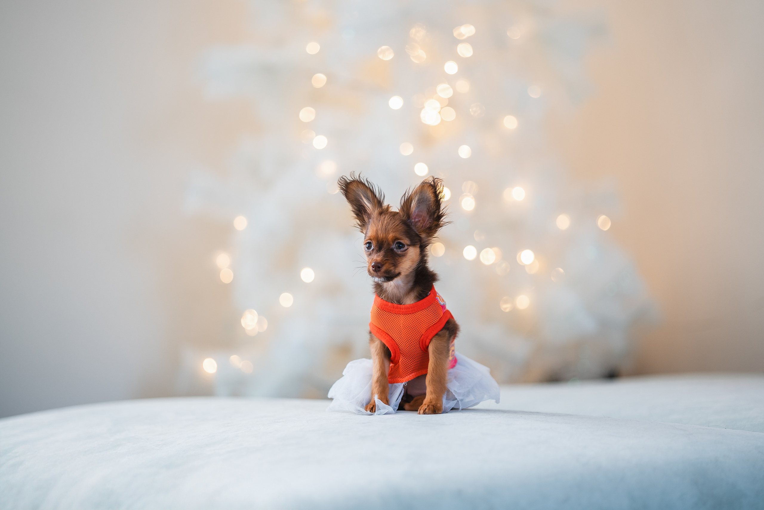 Малыши Той Терьер. Фотограф Анималист в Москве Анастасия Жучкова