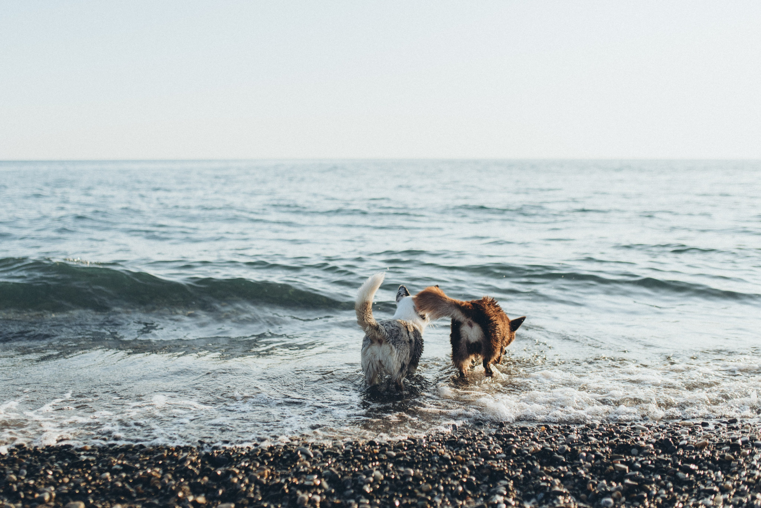 🐕 Катя и Дима 🐕. Фотограф в Сочи — Маргарита Поганова