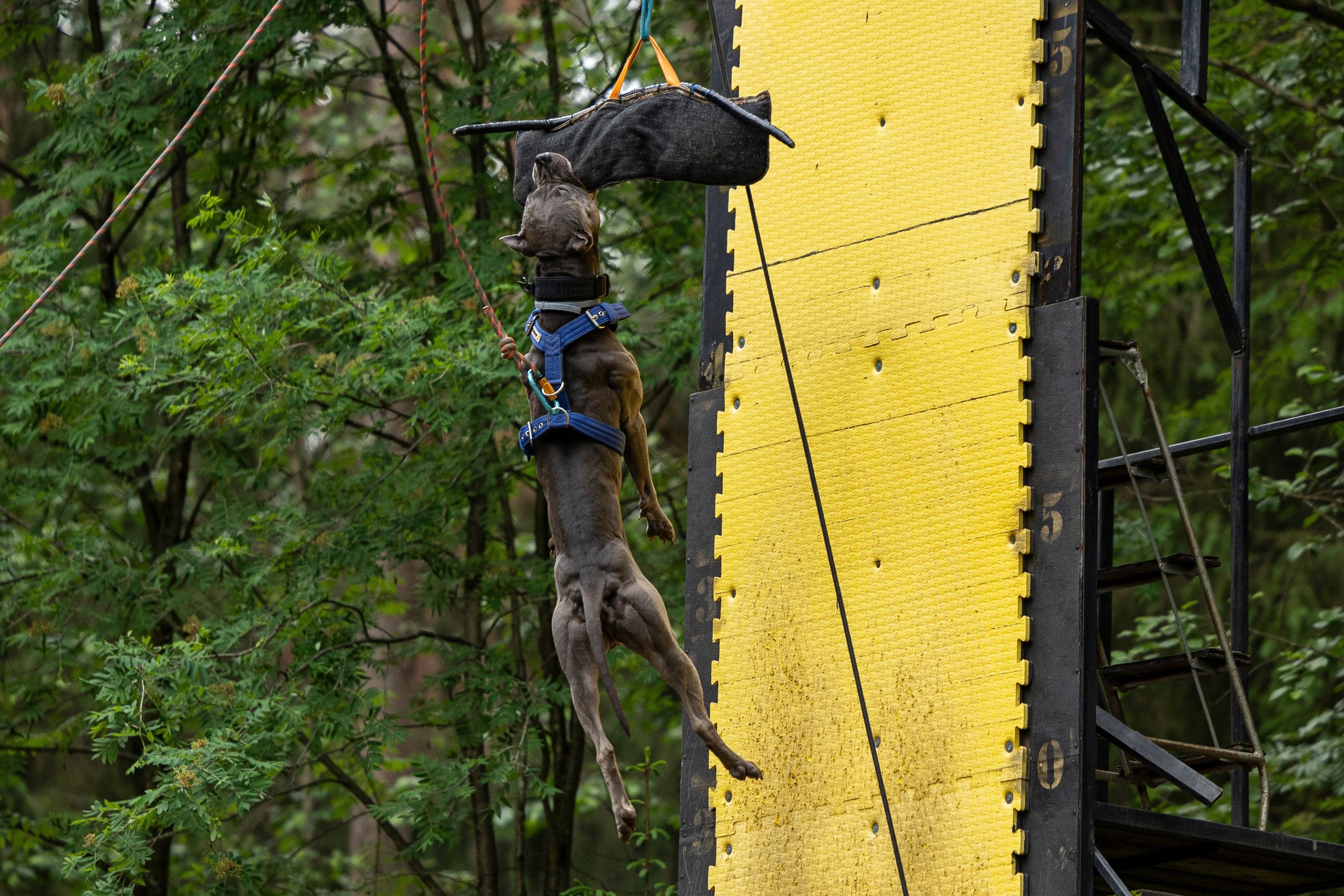 Пит-стафф многоборье. Фотограф-анималист Анна Маринич