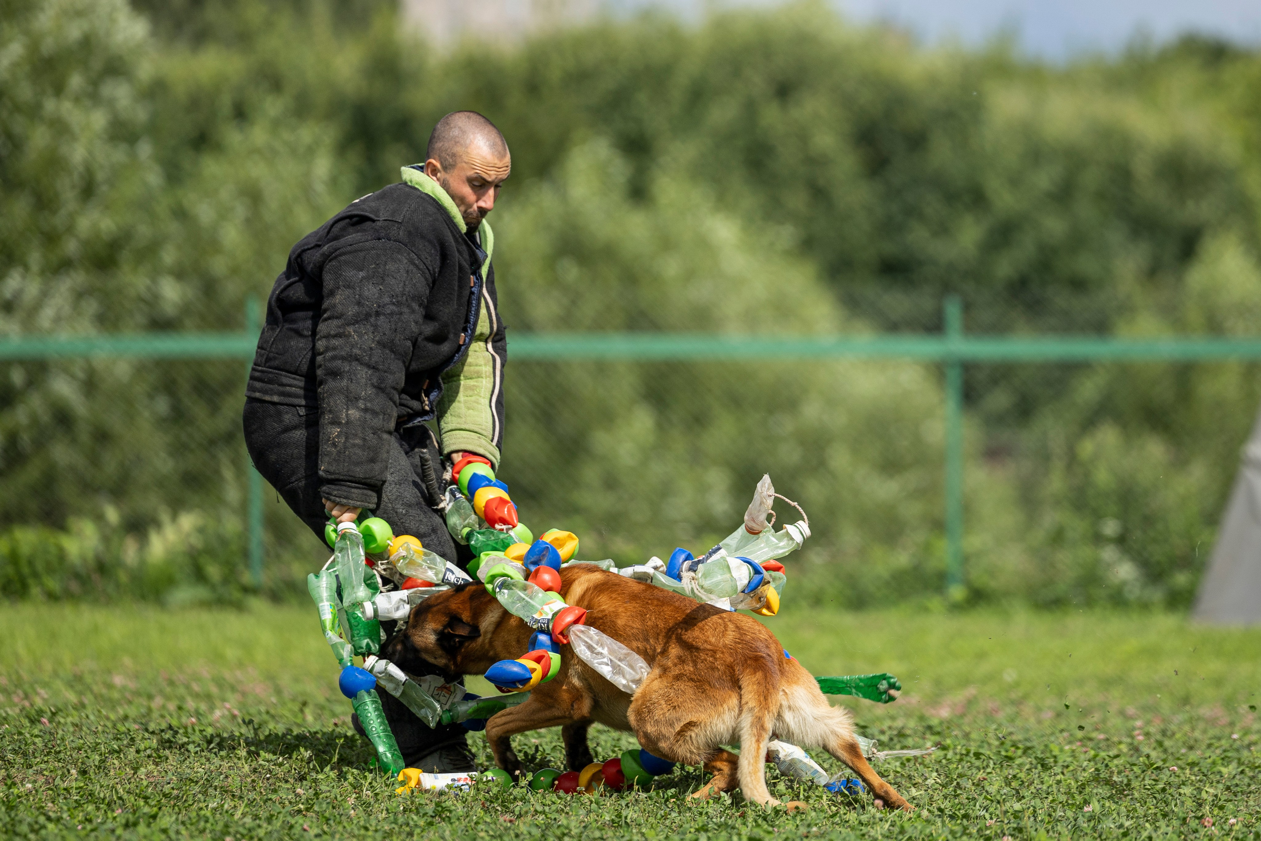 Соревнования по Мондьорингу г. Вологда 10-11.08.2024. Фотограф-анималист Анна Маринич