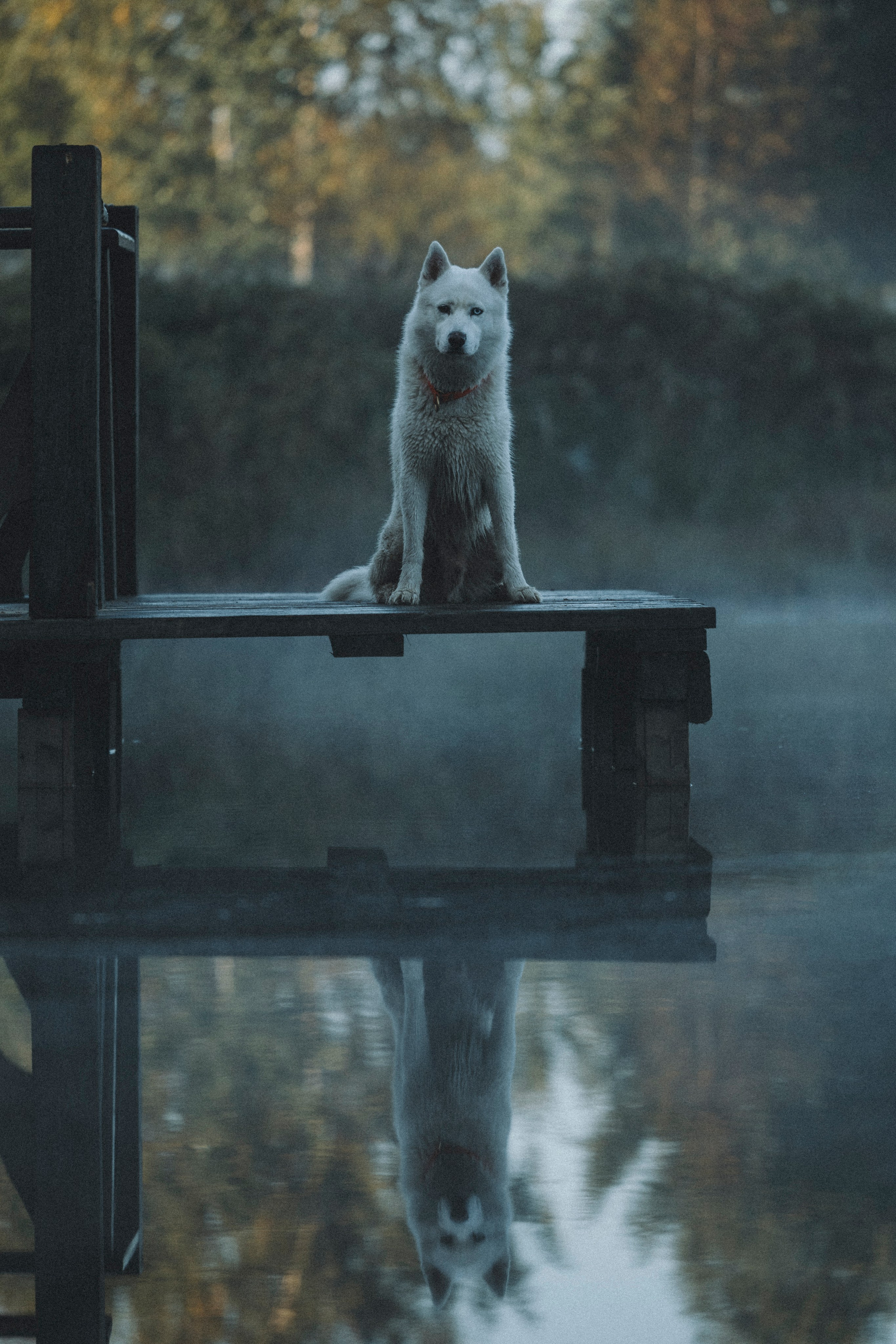 Света и Ричик. Фотограф-анималист Анна Маринич