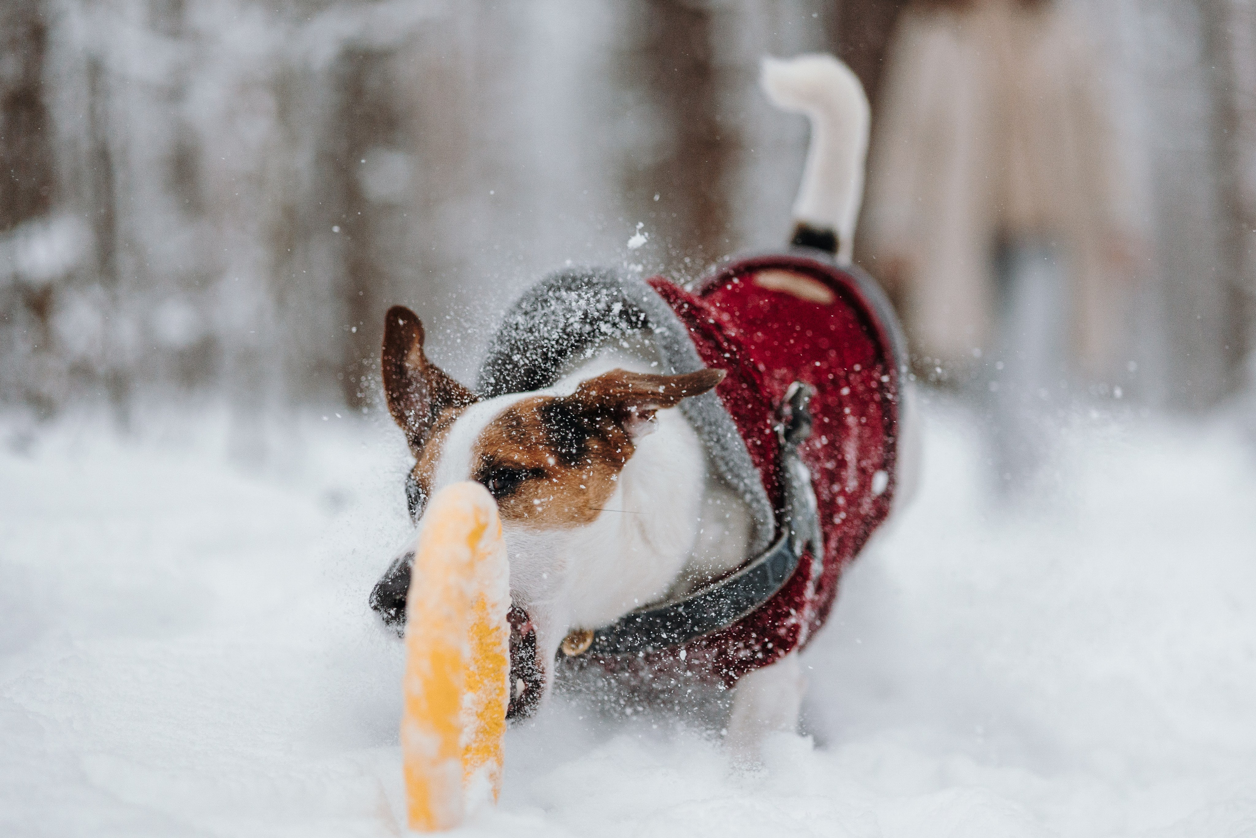 Наталья и Микки. Фотограф — Анималист | Санкт-Петербург