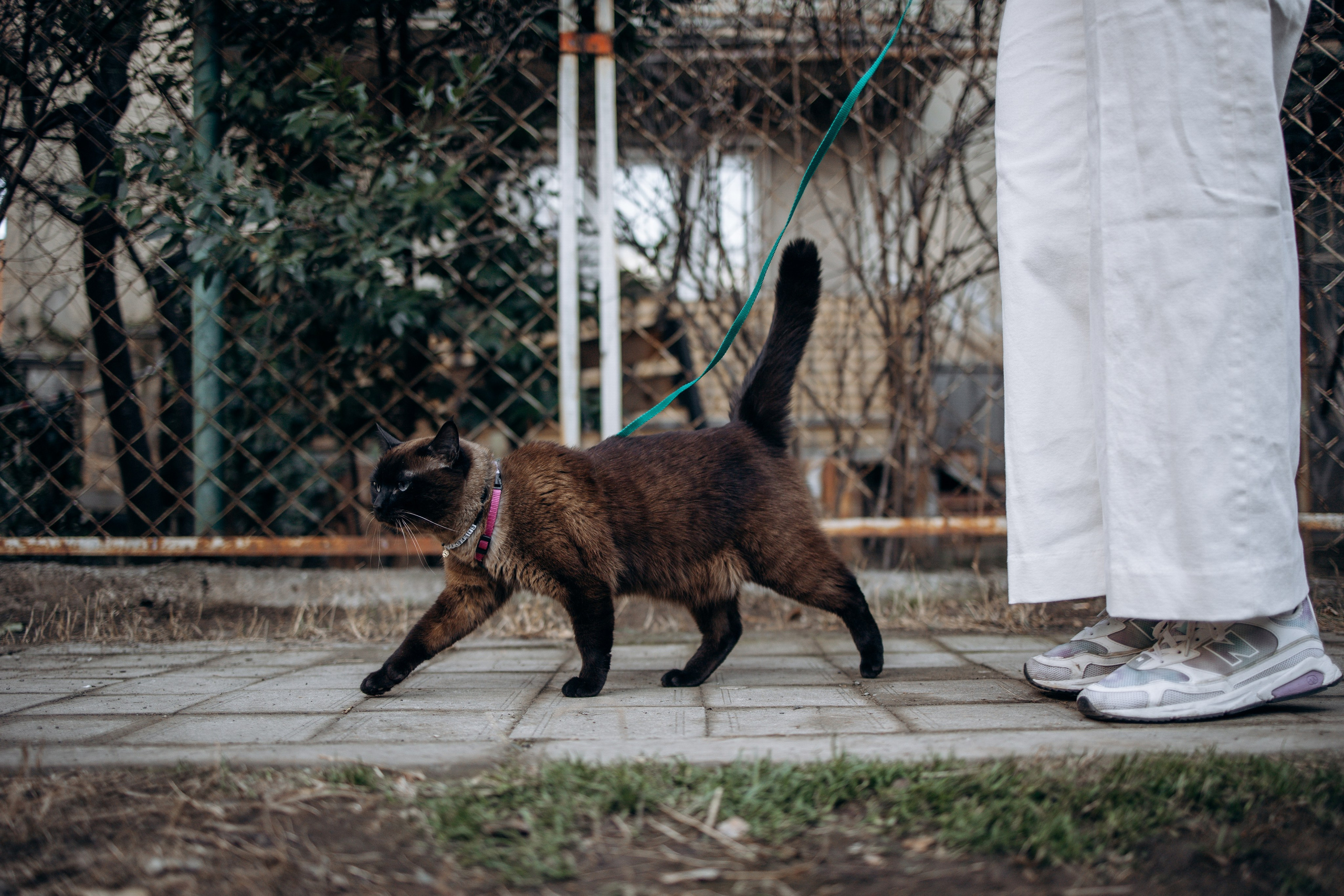 Саша и ее хвосты. Фотограф — Анималист | Санкт-Петербург