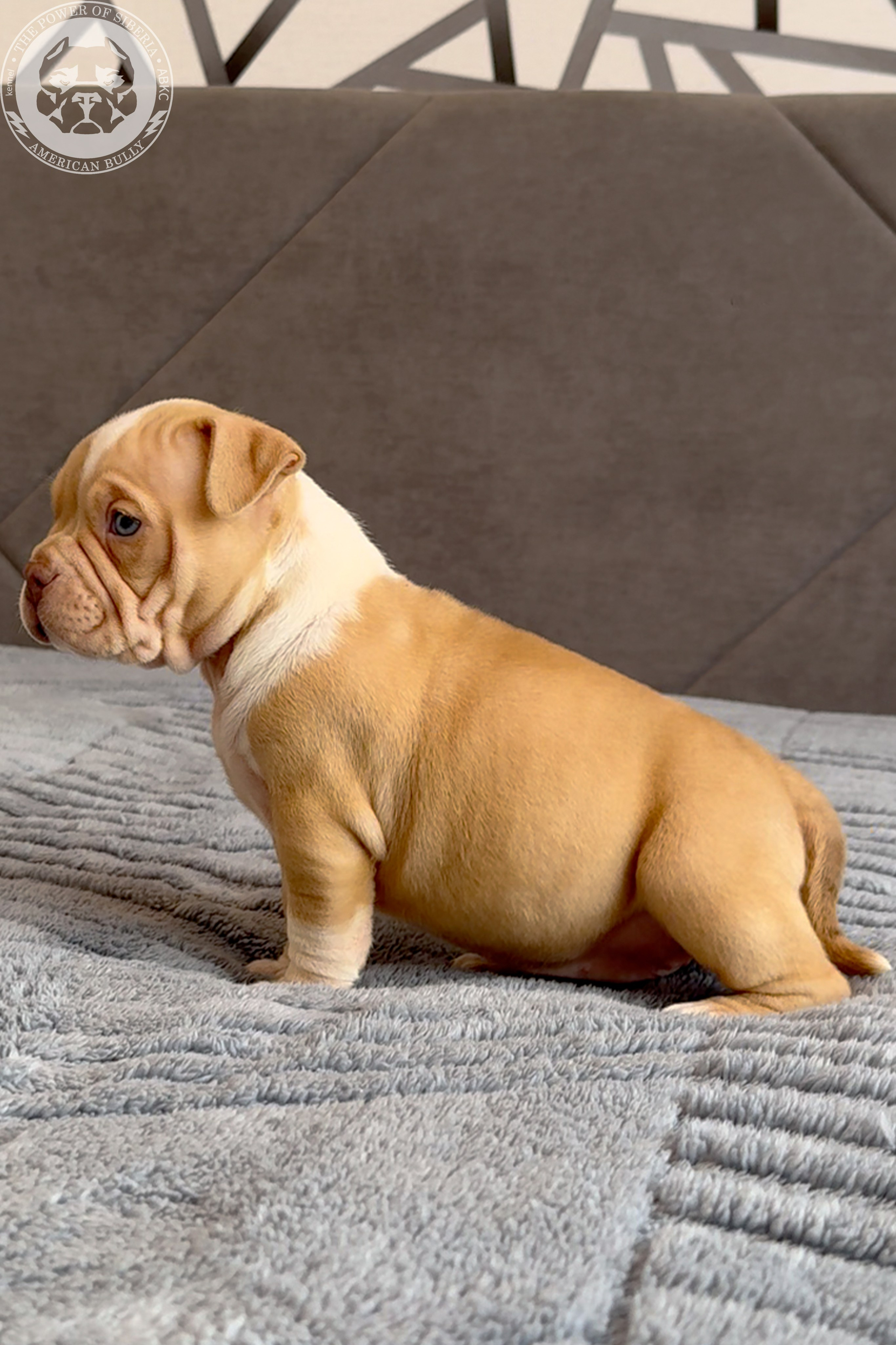 Свободные щенки Американский Булли, в типах покет, классик, стандарт. Американский Булли в г. Ростов-на-Дону. Питомник THE POWER OF SIBERIA