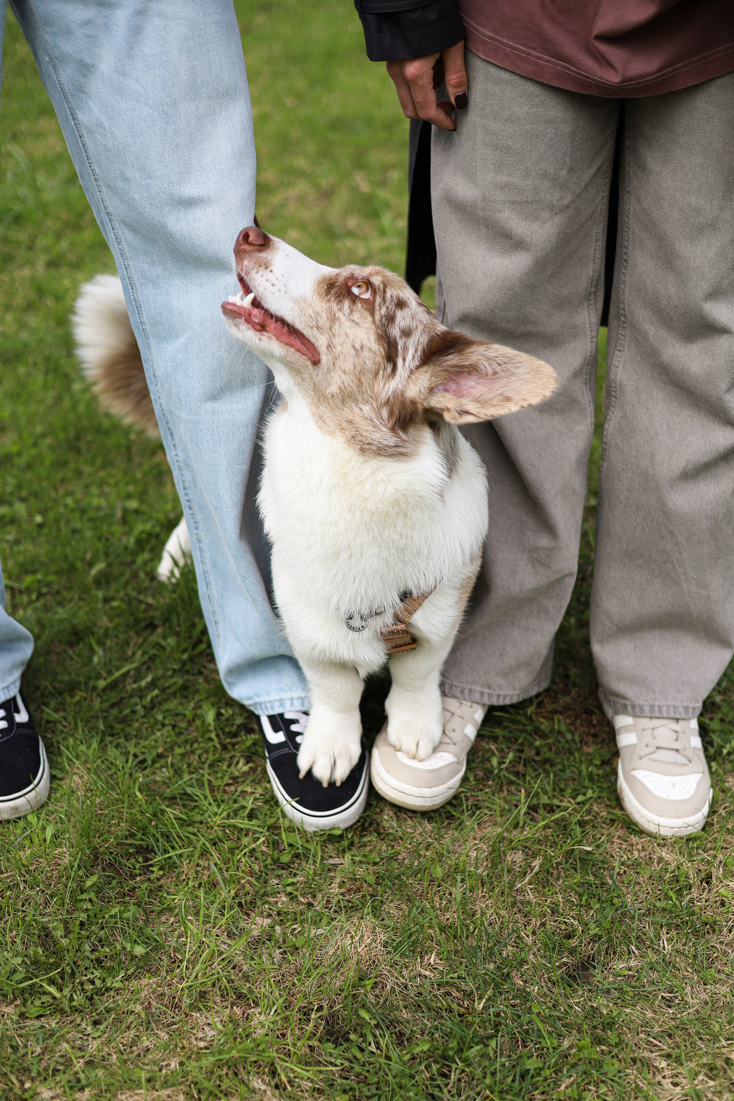 Анджей, Софья и Андрей. Фотограф-анималист Ксения Шевцова|Москва