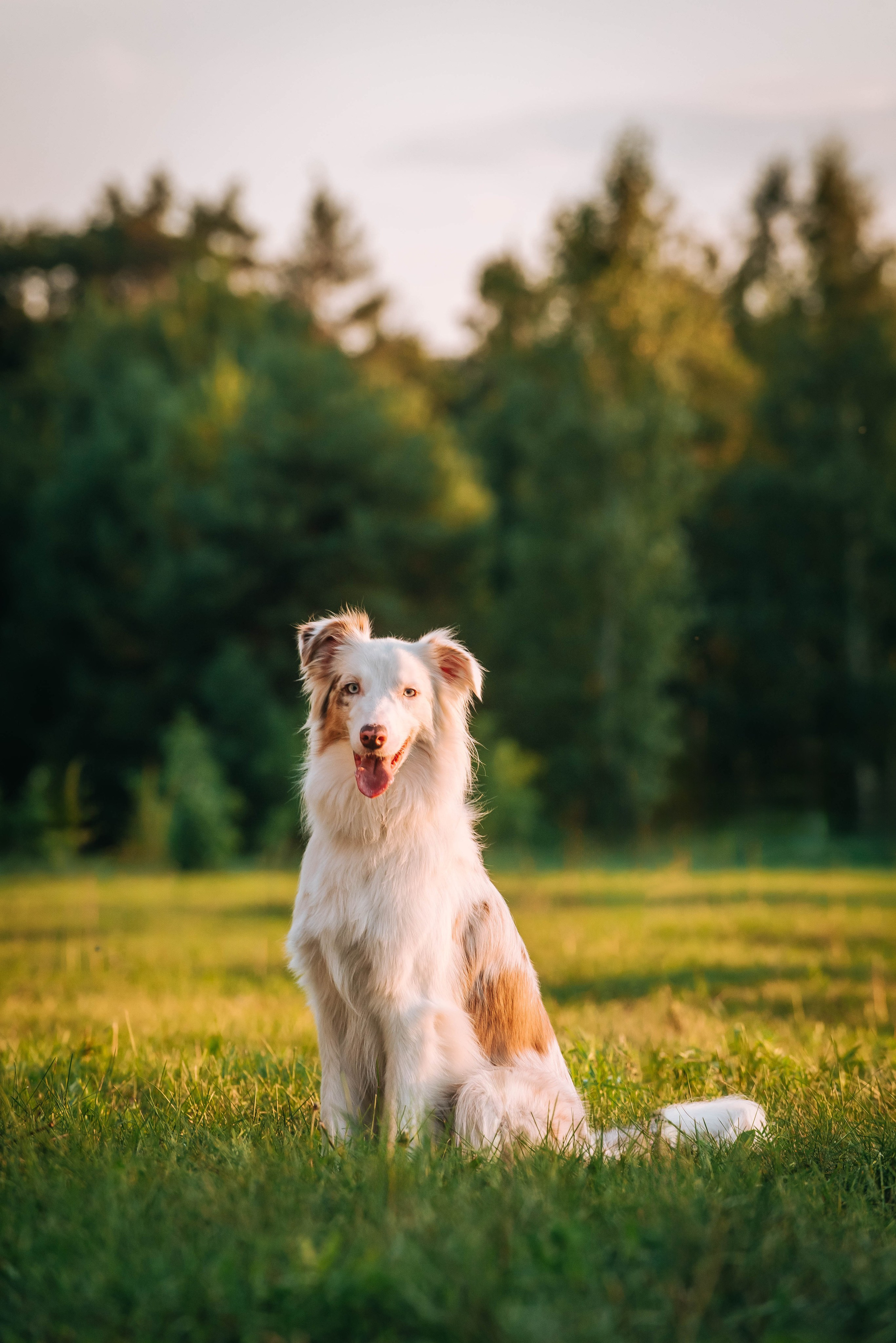Лиза и Айви. Главная