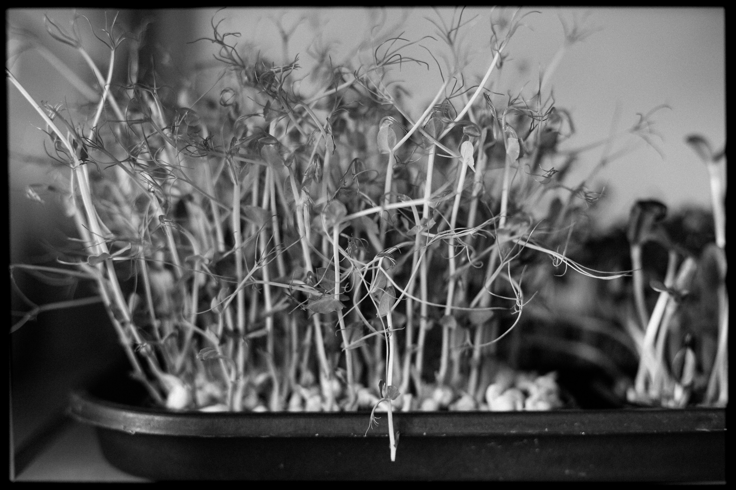 (YarOman) Жизнь в лесу. Фотография, как она есть