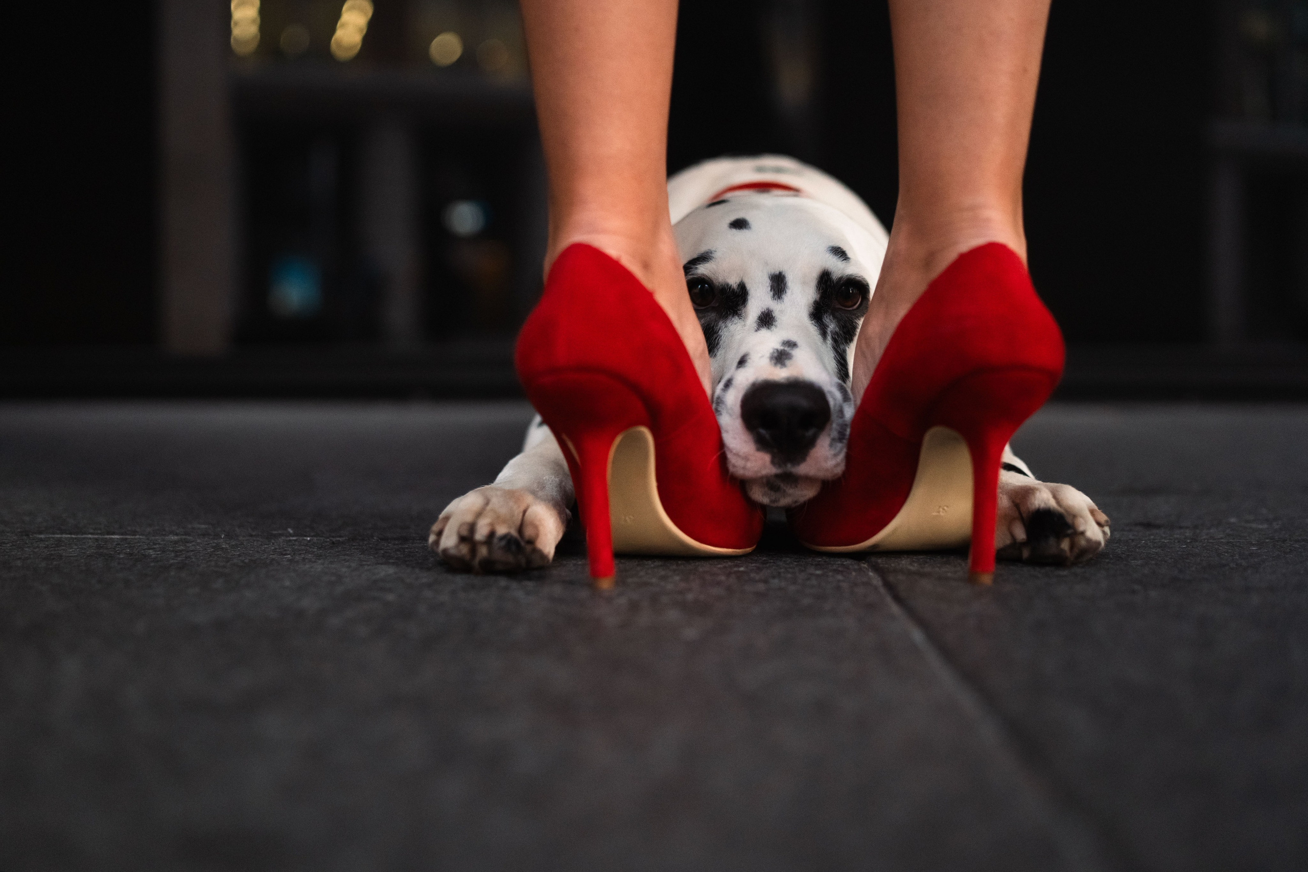 1 Далматин. Фотограф анималист