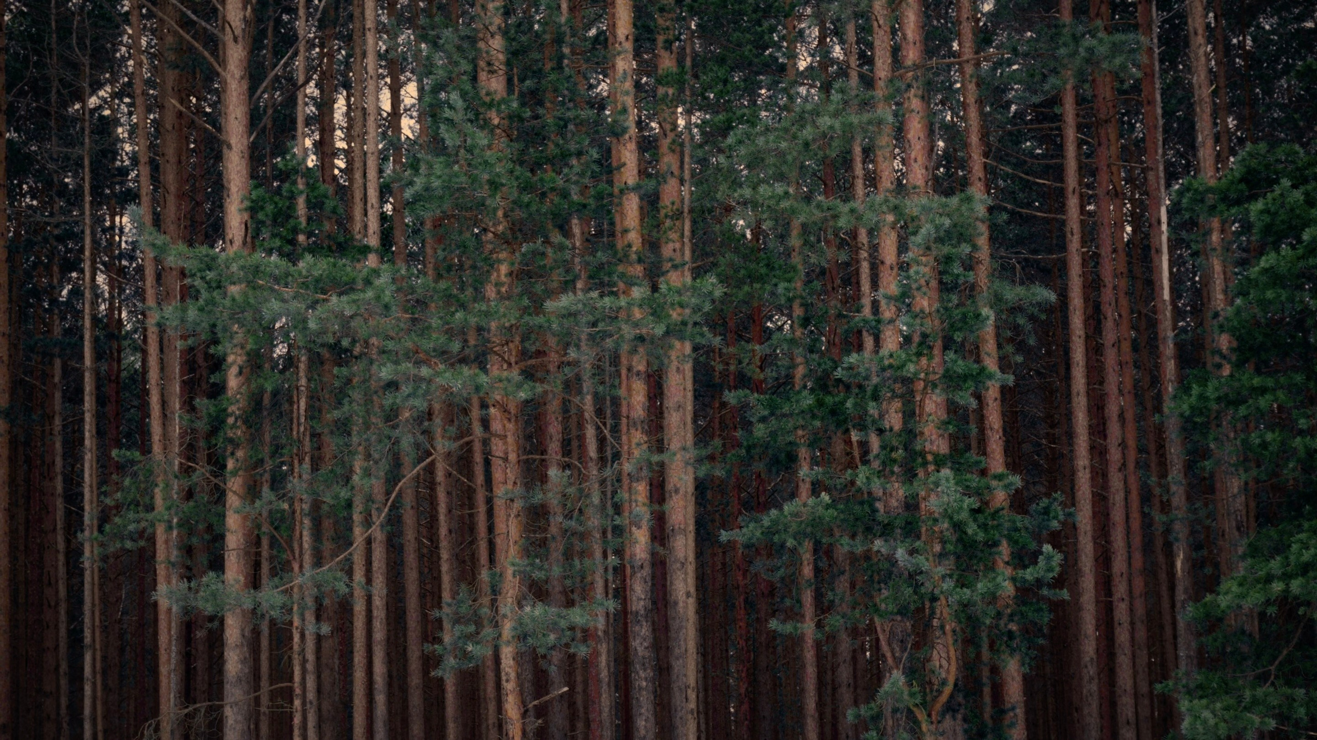 Hyle. Михаил Курганов