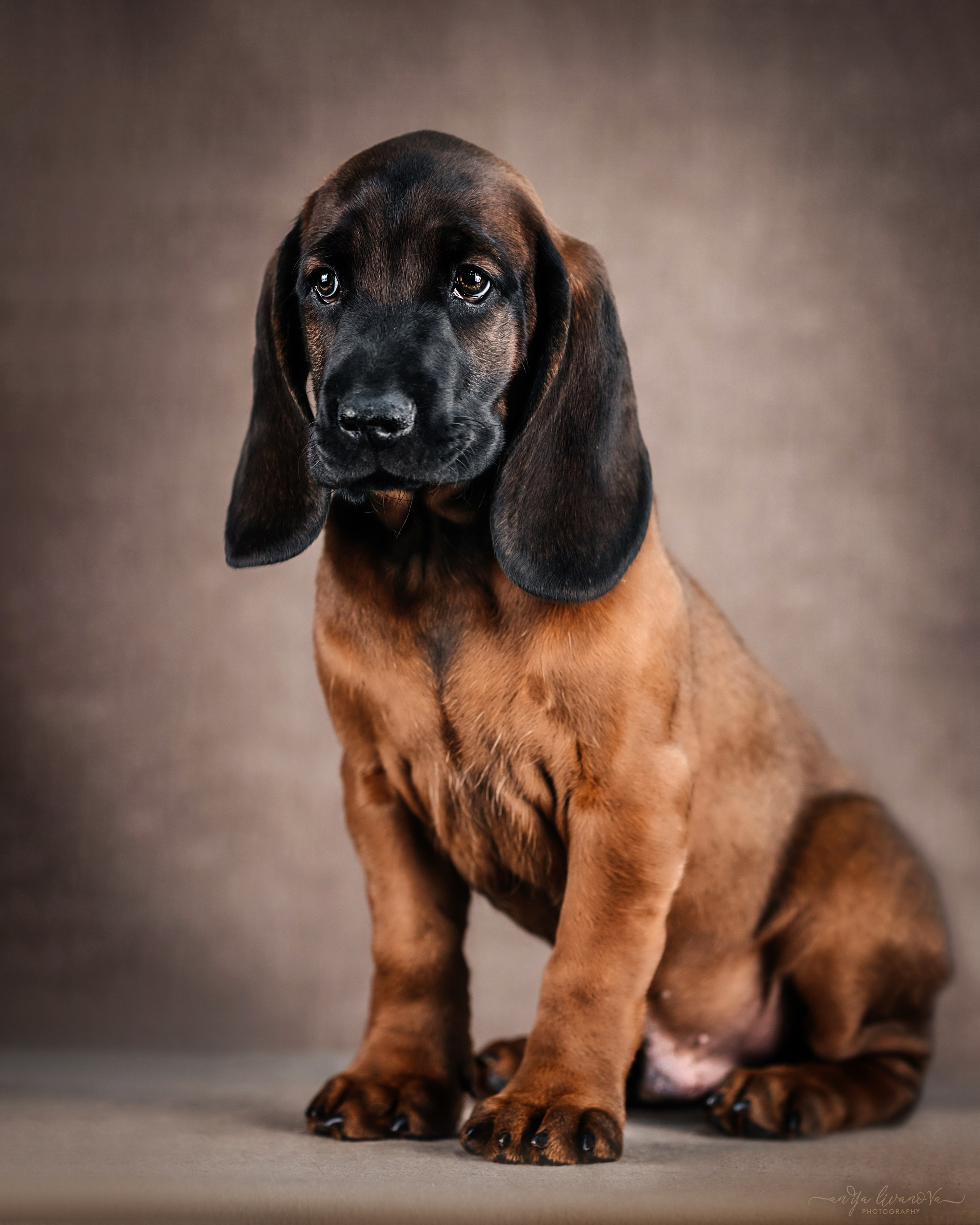 Баварские гончие. Фотограф анималист Аня Ливанова | Рыбинск