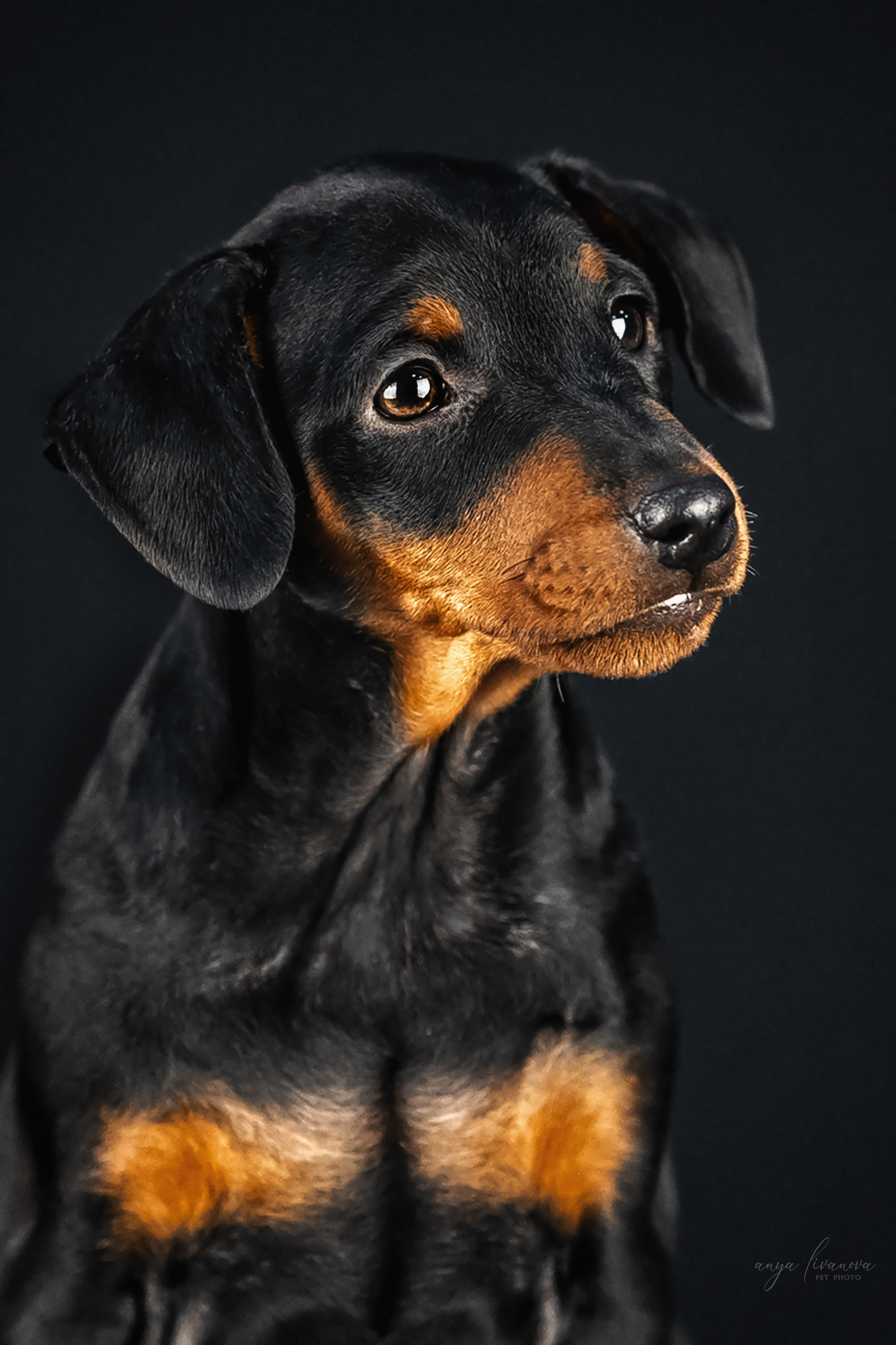 Пинчерята. Фотограф анималист Аня Ливанова | Рыбинск