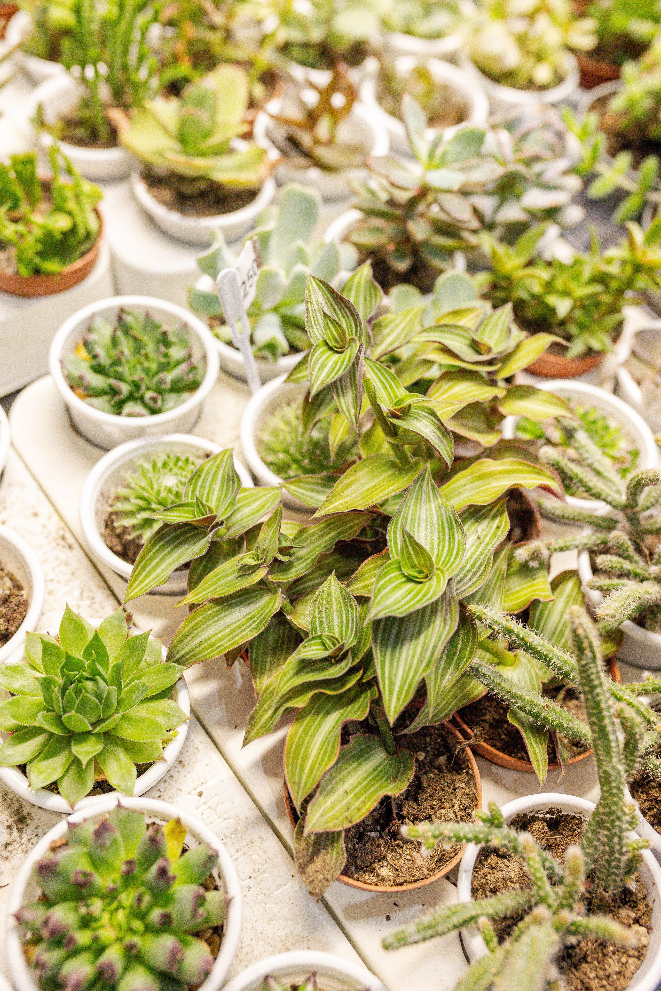 Монстериум апрель 2026. Александра Куликова фотограф, Москва