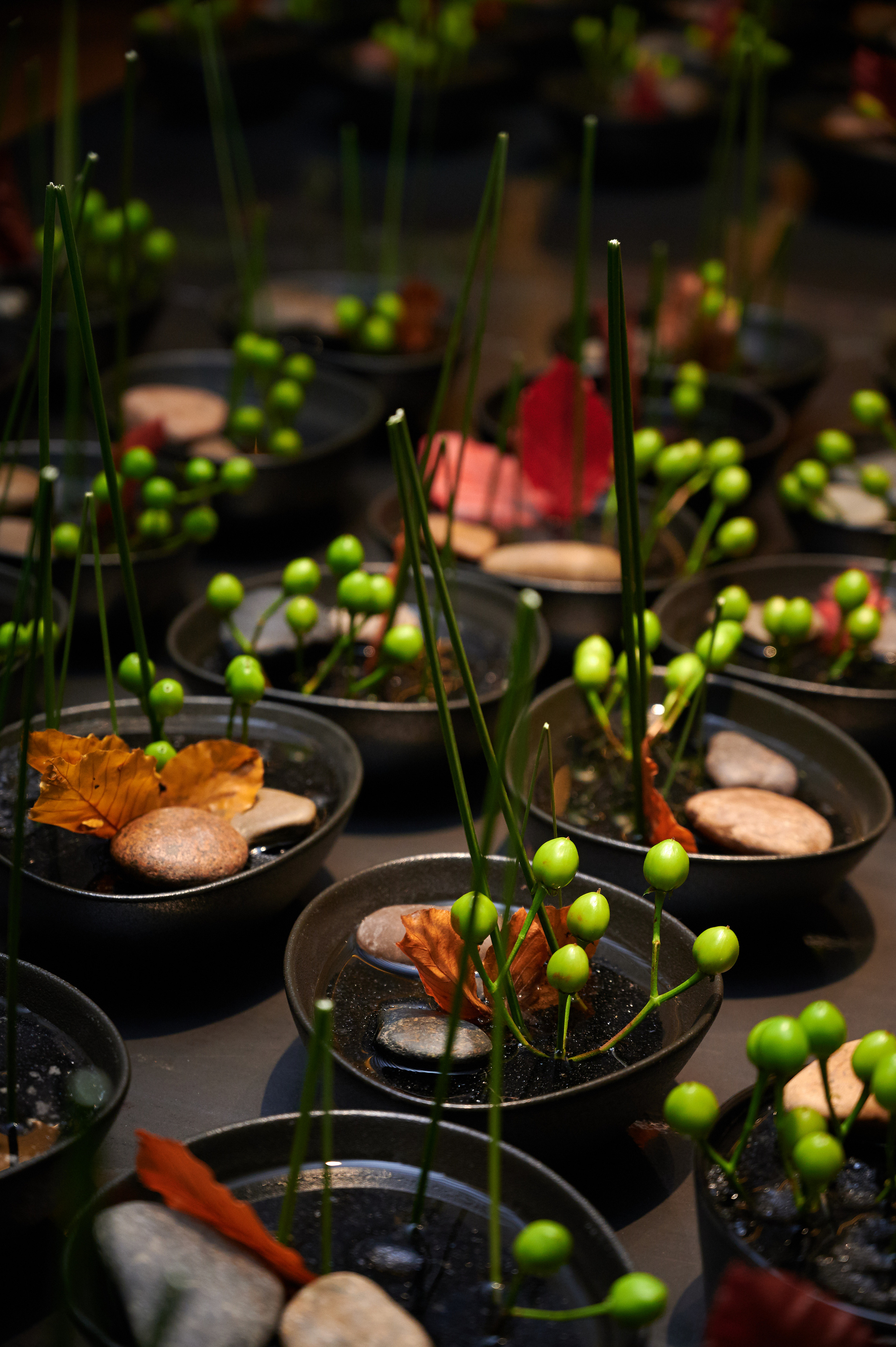 Vladimir Muhin (White rabbit) Bellini. Оксана Вайнер, коммерческий фотограф и видеограф в Красноярске