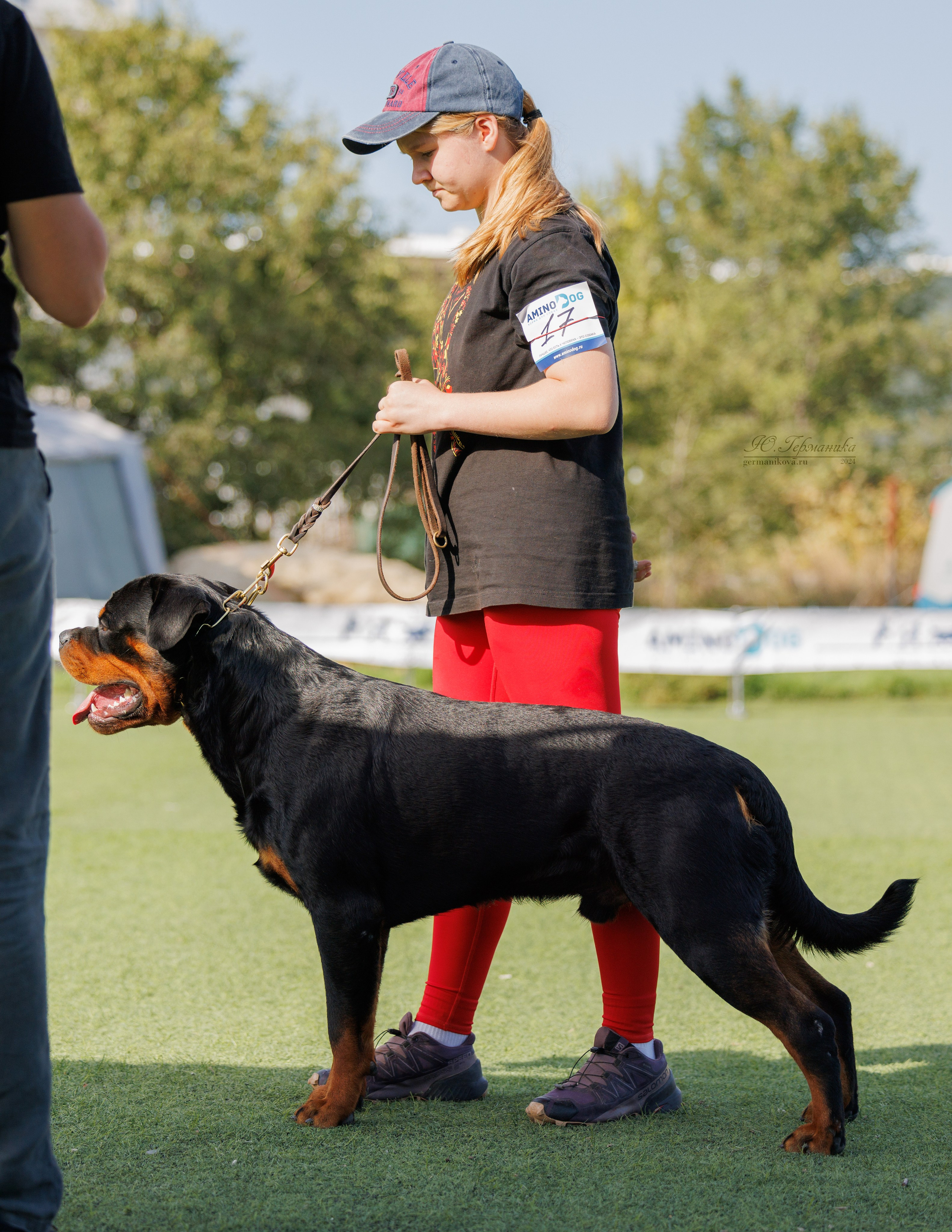 Анапа ротвейлеры 14-15.09.2024. Фотограф-анималист Юлия Германика