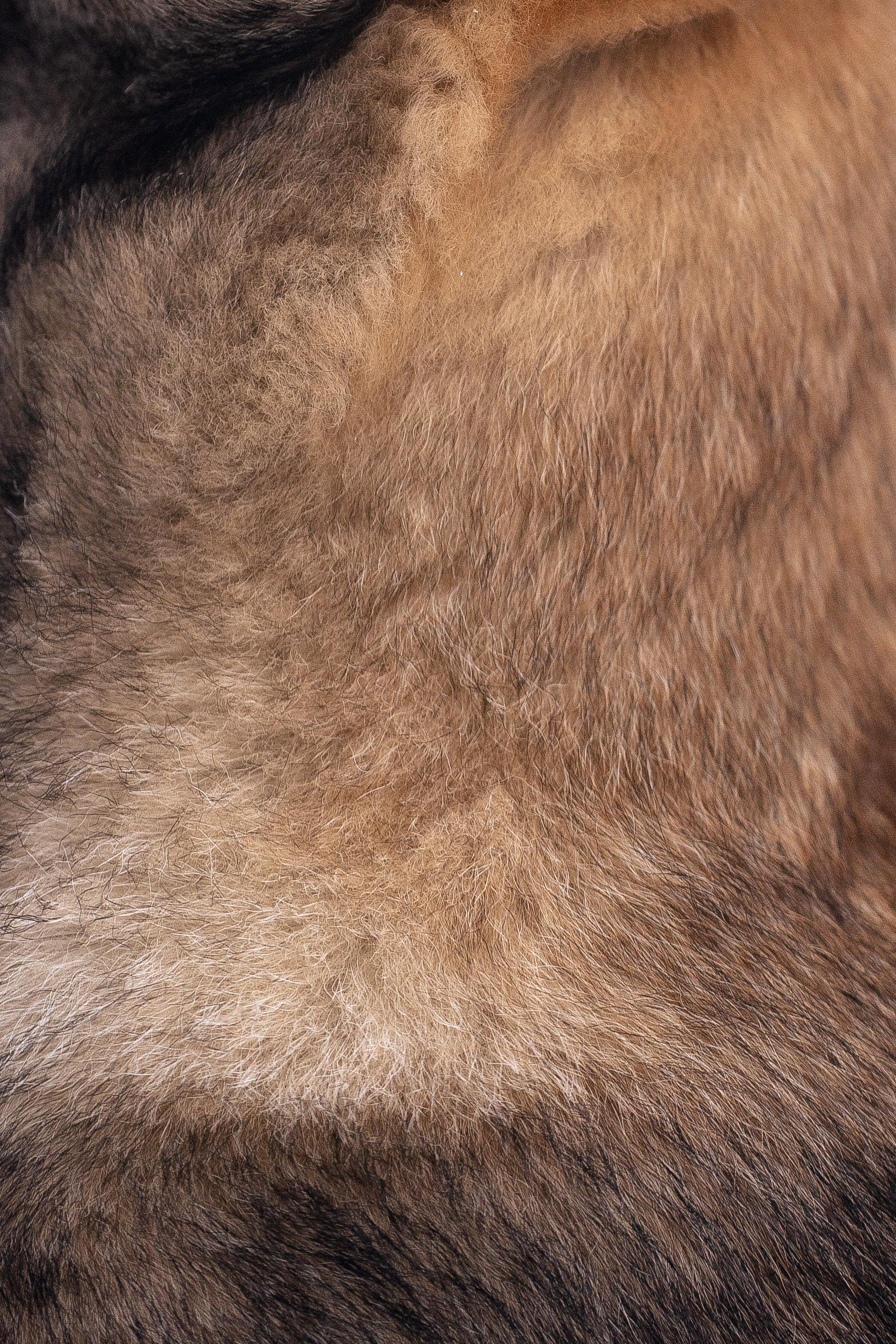 Немецкая овчарка. Фотограф и видеограф анималист Аганина Дарья