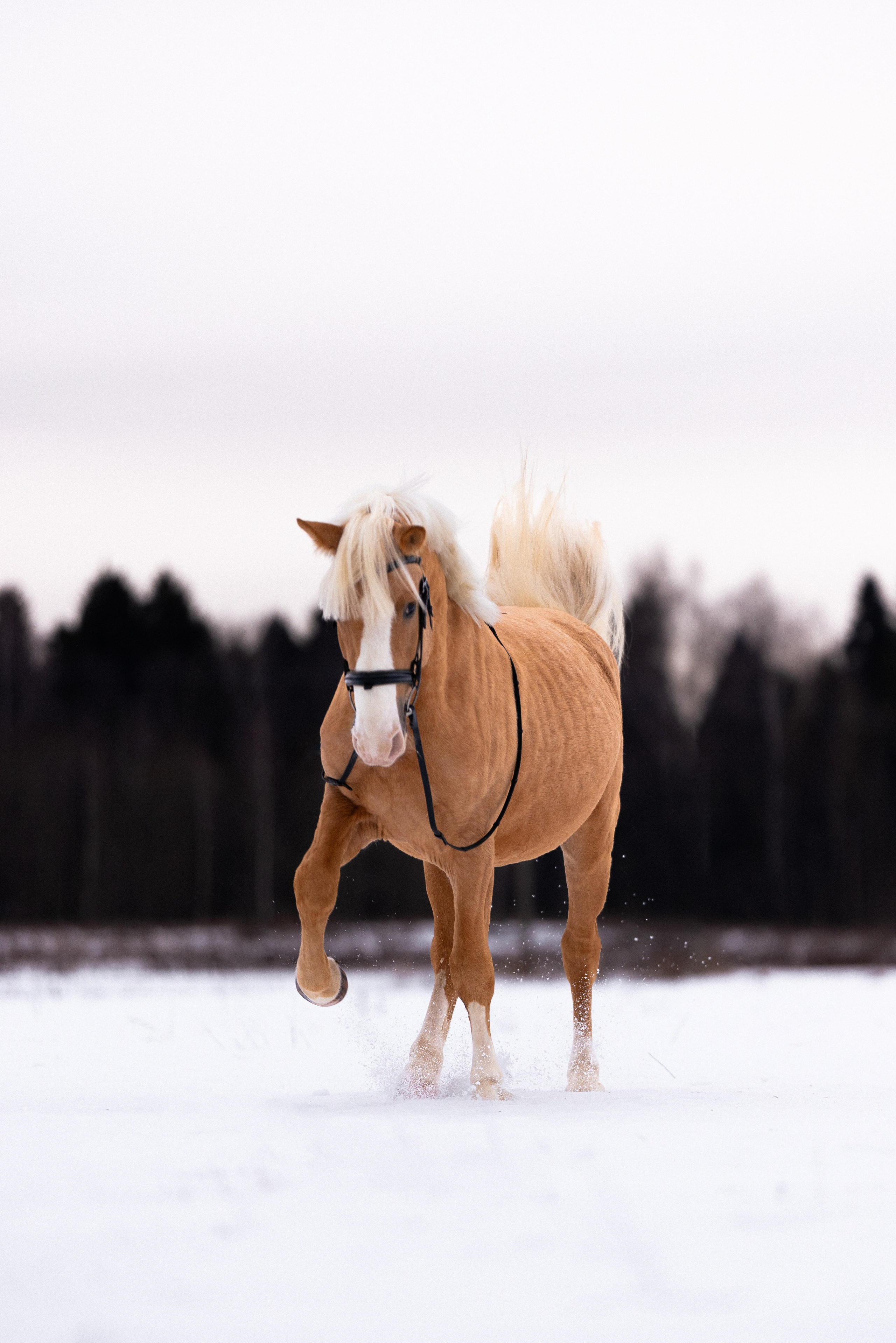 Бейкер. Фотограф и видеограф анималист Аганина Дарья