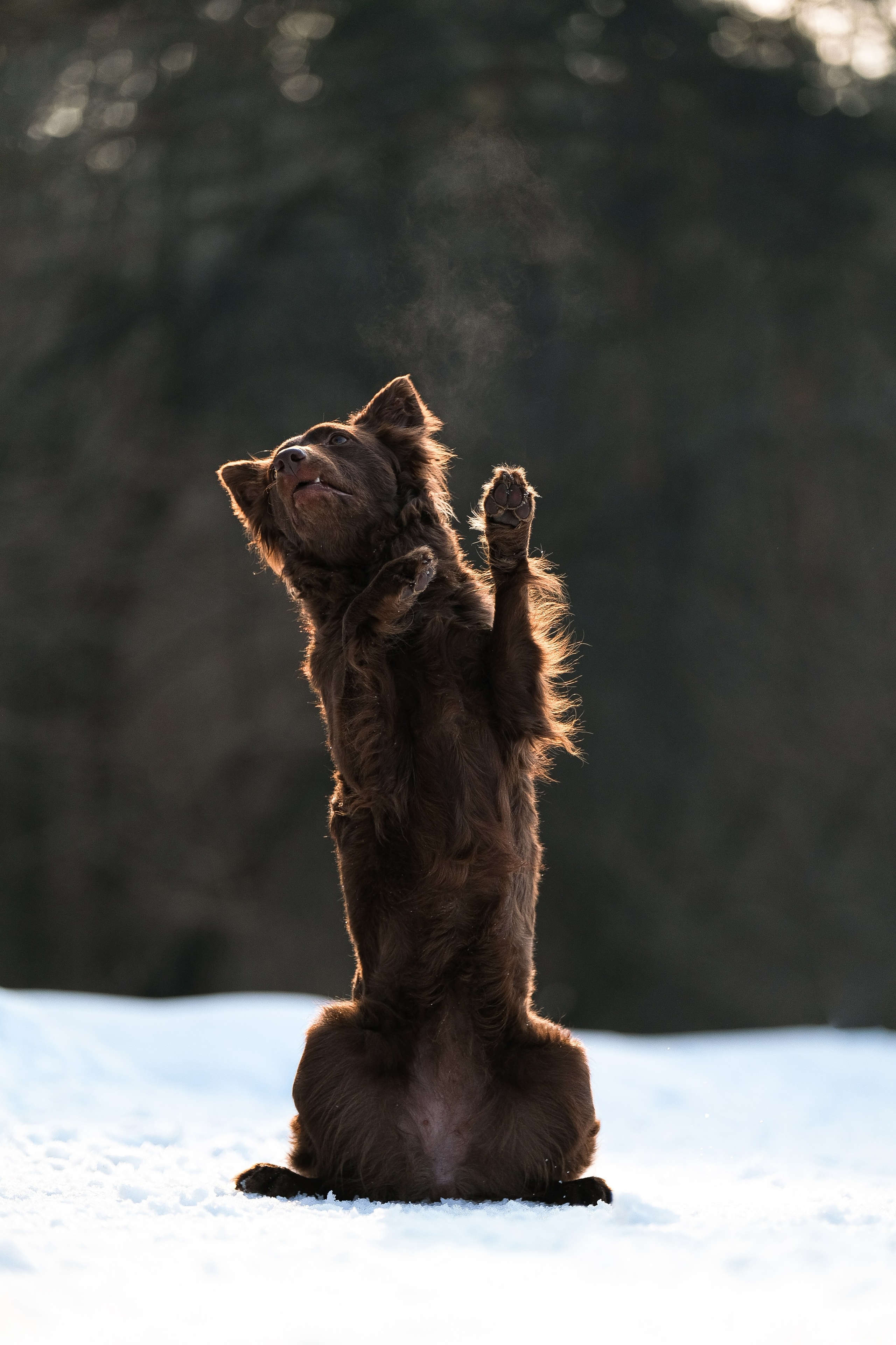 Маша и Одиссея. Фотограф и видеограф анималист Аганина Дарья